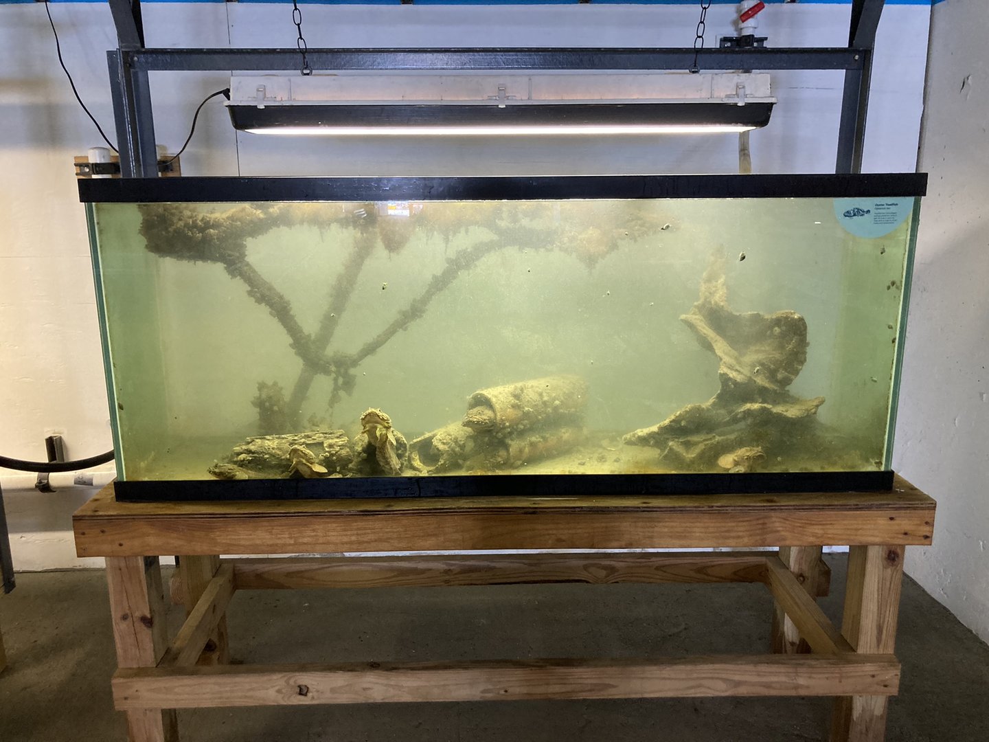 Oyster Toadfish Tank