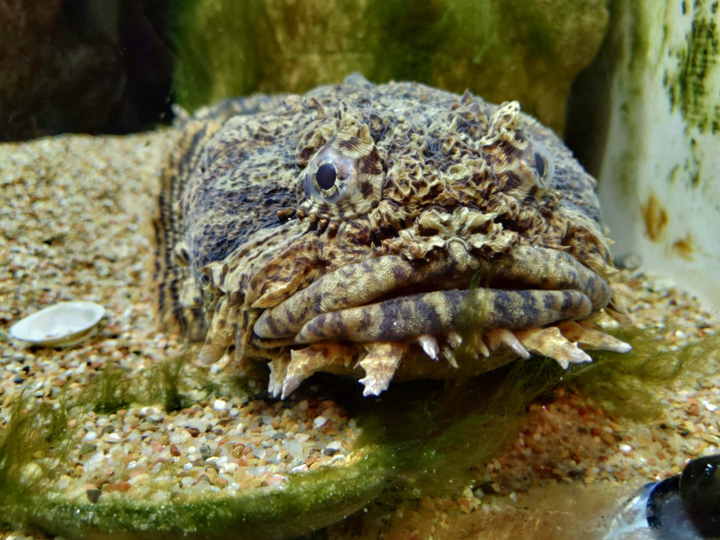 Oyster toadfish