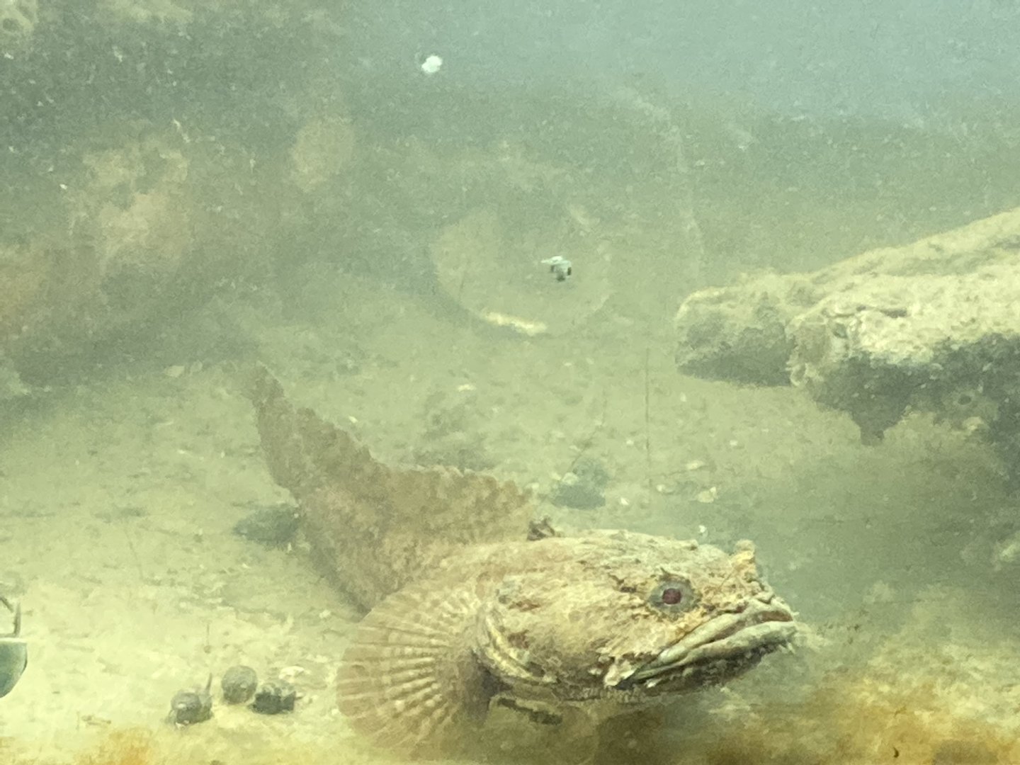 Oyster Toadfish