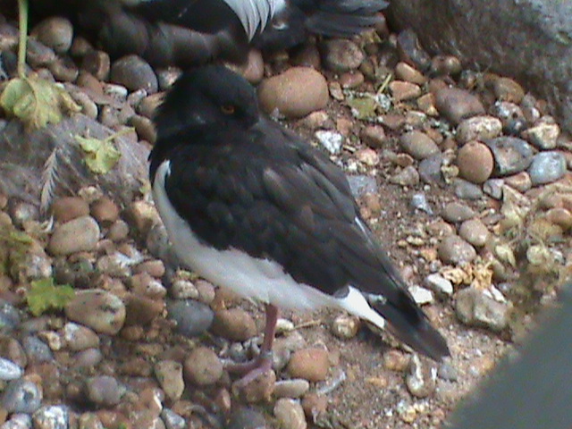 oystercatcher 190911
