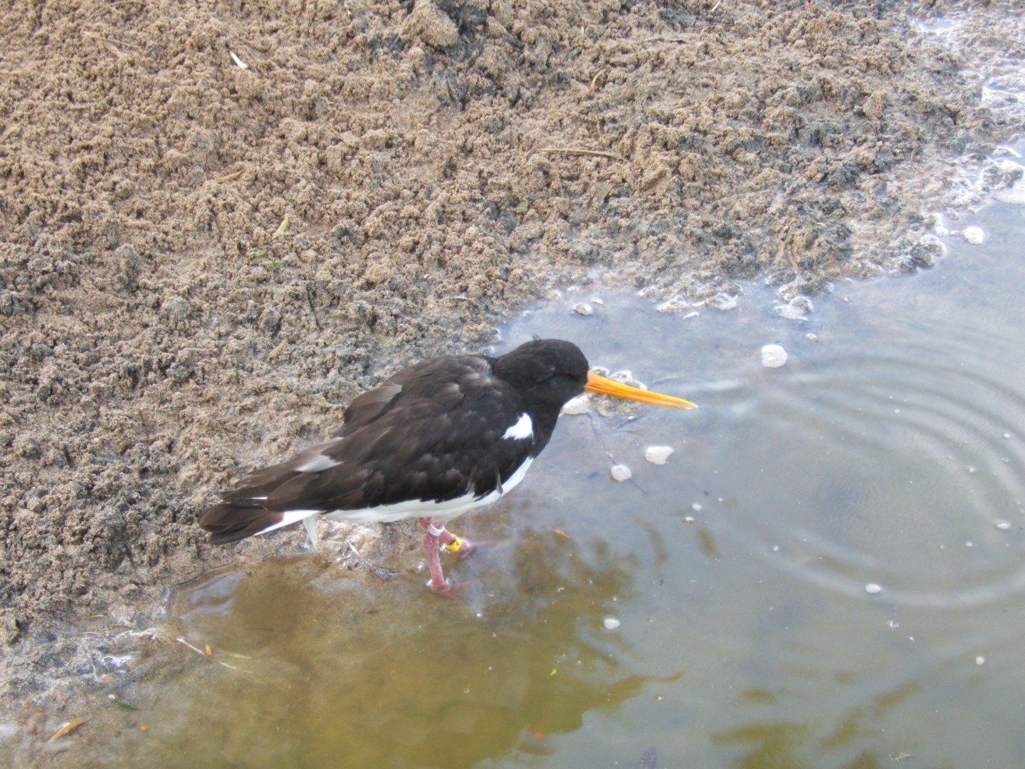 Oystercatcher 30/07/2017