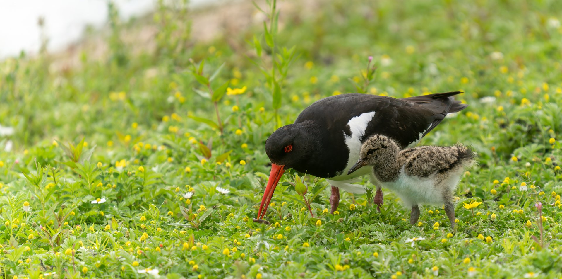 Oystercatcher and chick, wild, UK