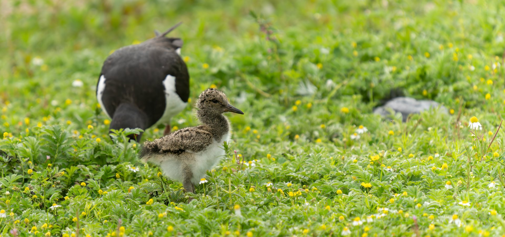 Oystercatcher and chick, wild, UK