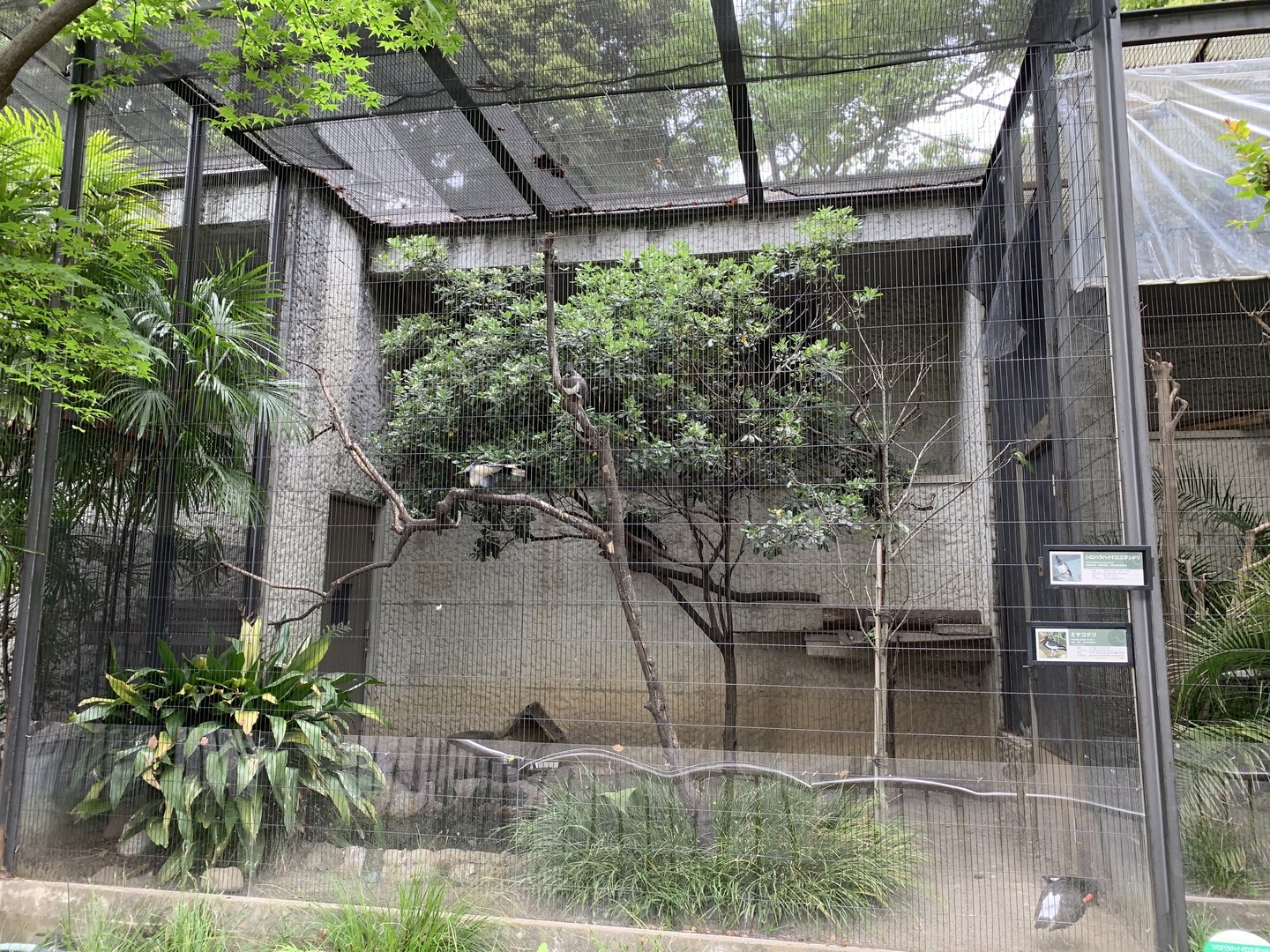 Oystercatcher and Go-Away-Bird Aviary