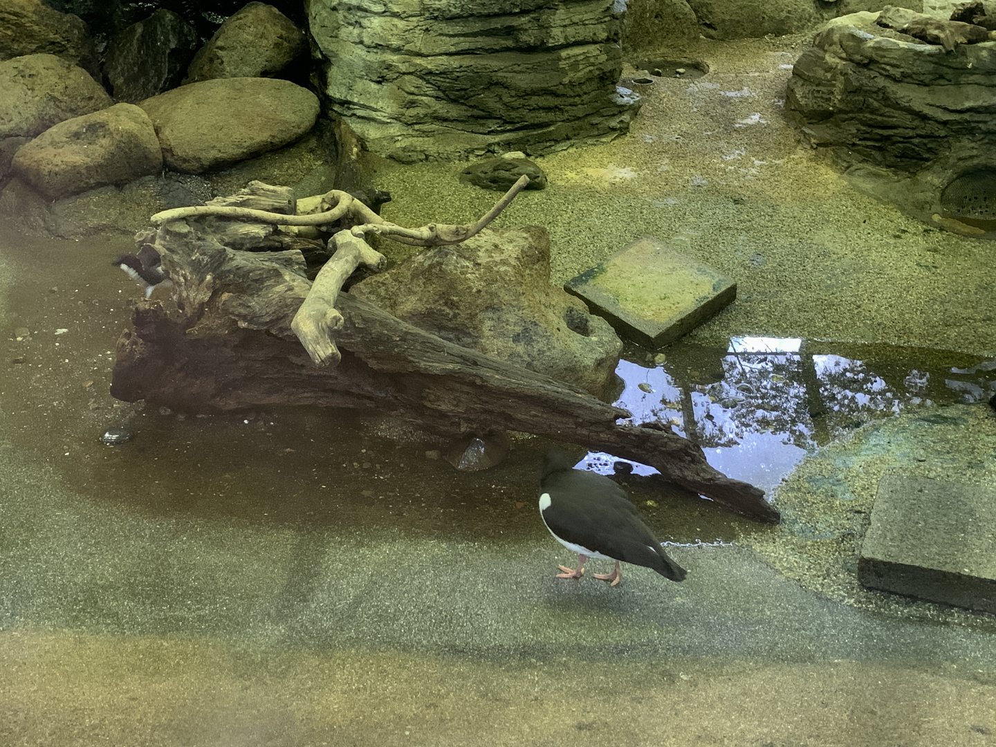 Oystercatcher and Turtle