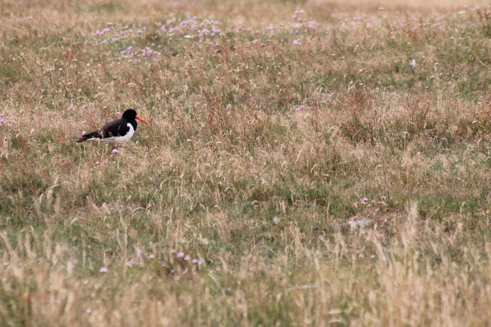 Oystercatcher at Morups Tånge
