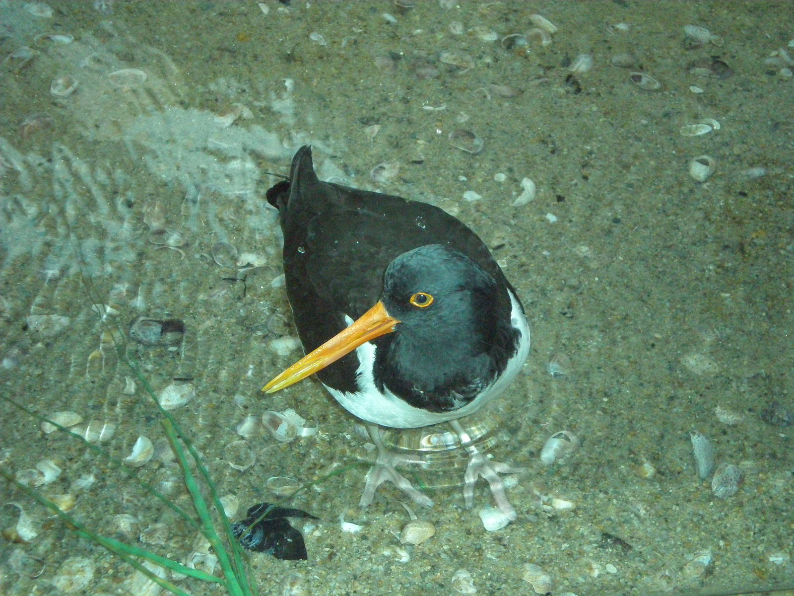 Oystercatcher- Buttonwood Zoo MAY07