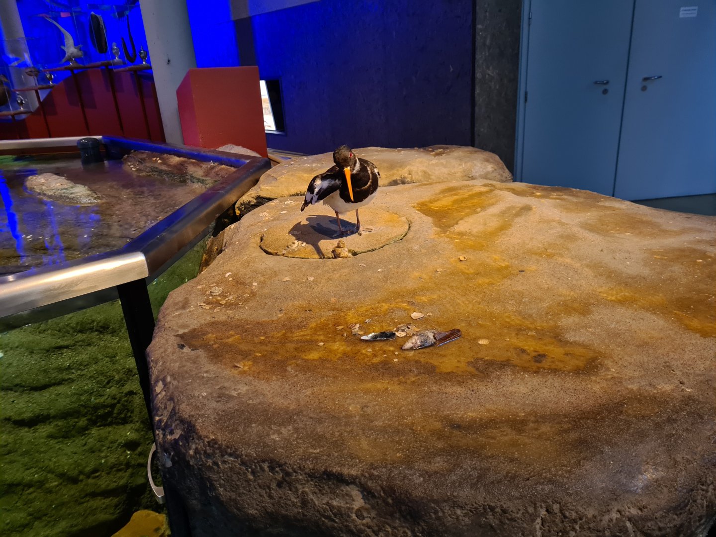 Oystercatcher educational plateau