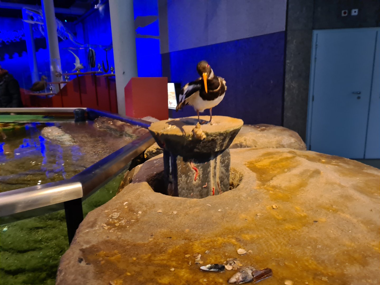 Oystercatcher educational plateau