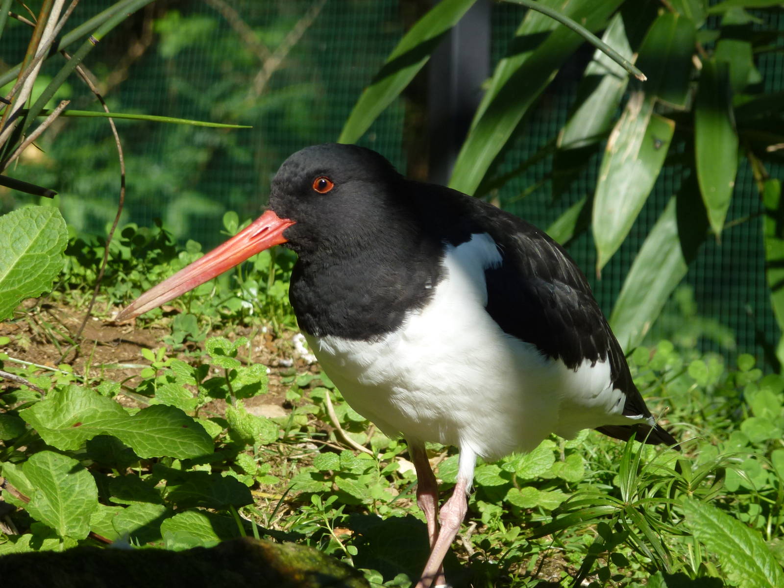 Oystercatcher, November 2013.