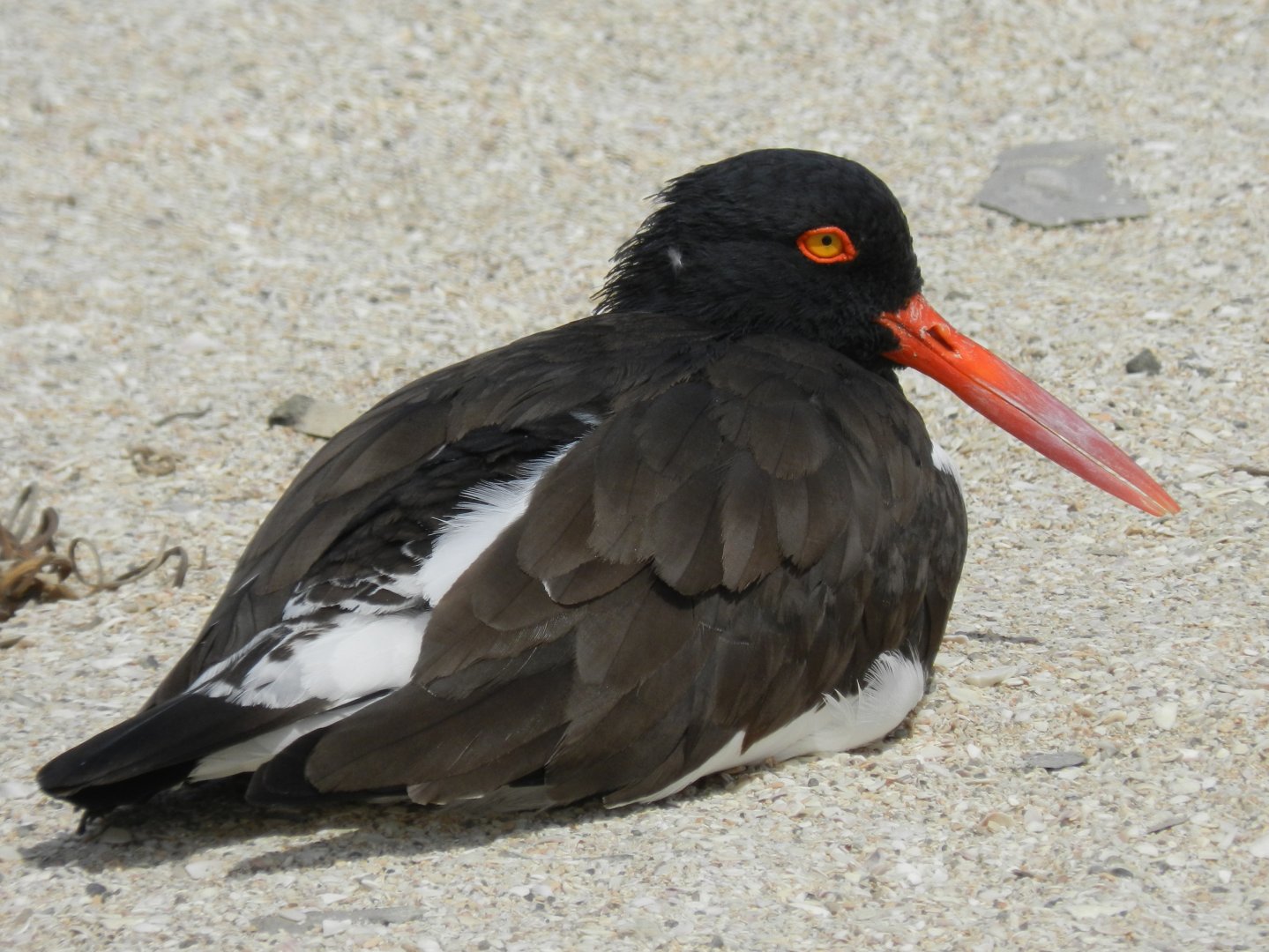 Oystercatcher - Paracas national reserve