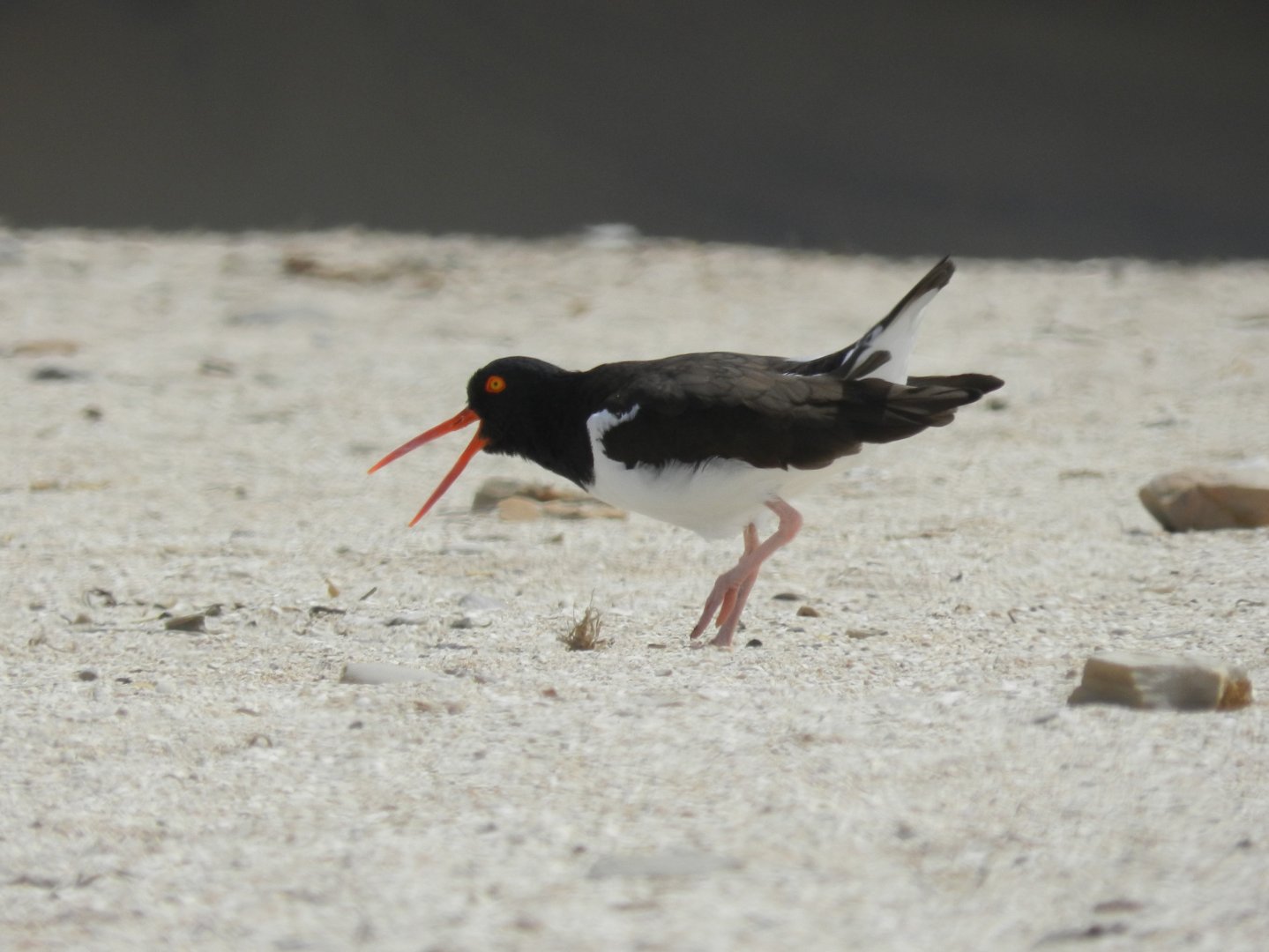 Oystercatcher - Paracas national reserve