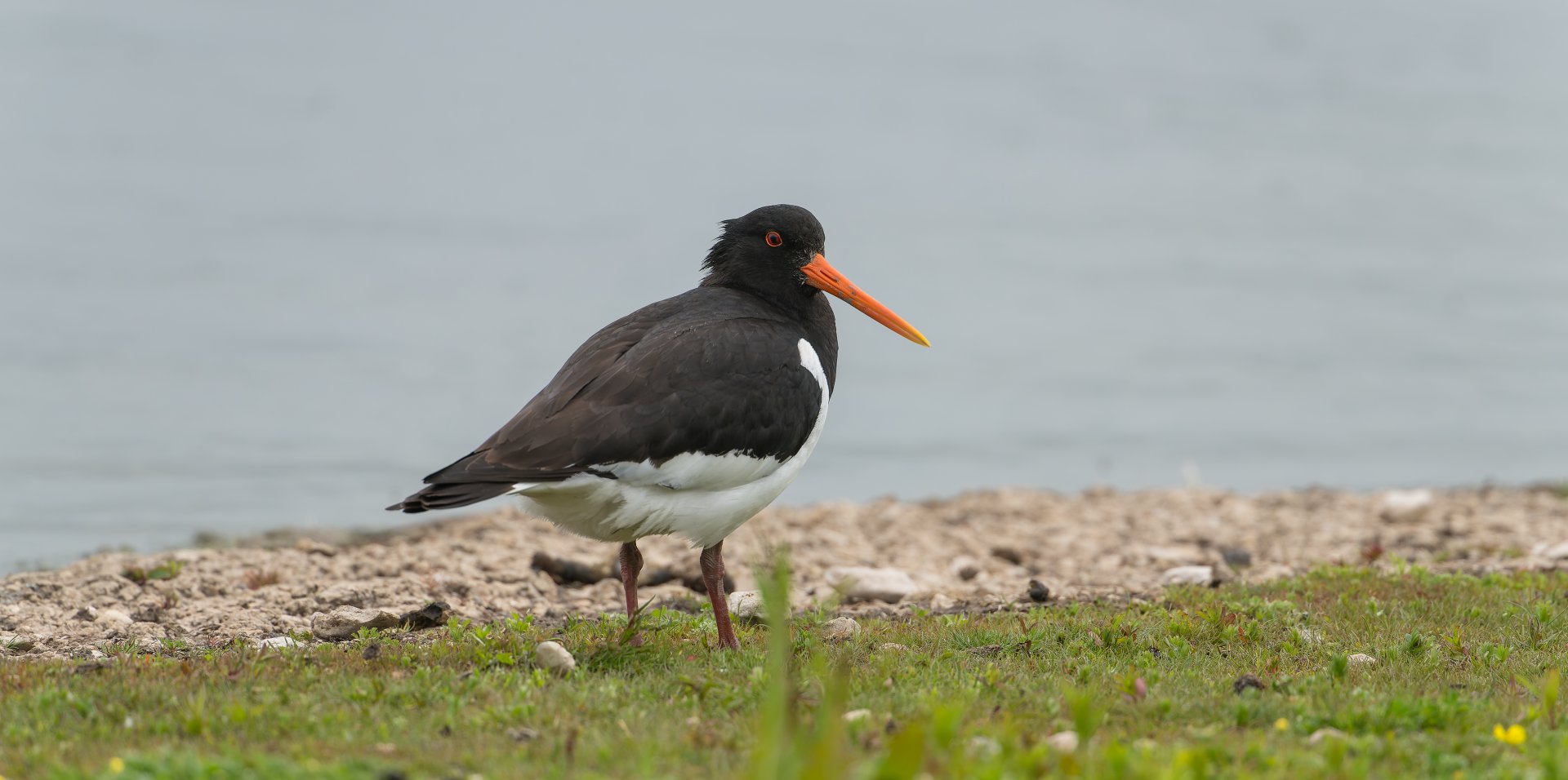 Oystercatcher (wild) UK
