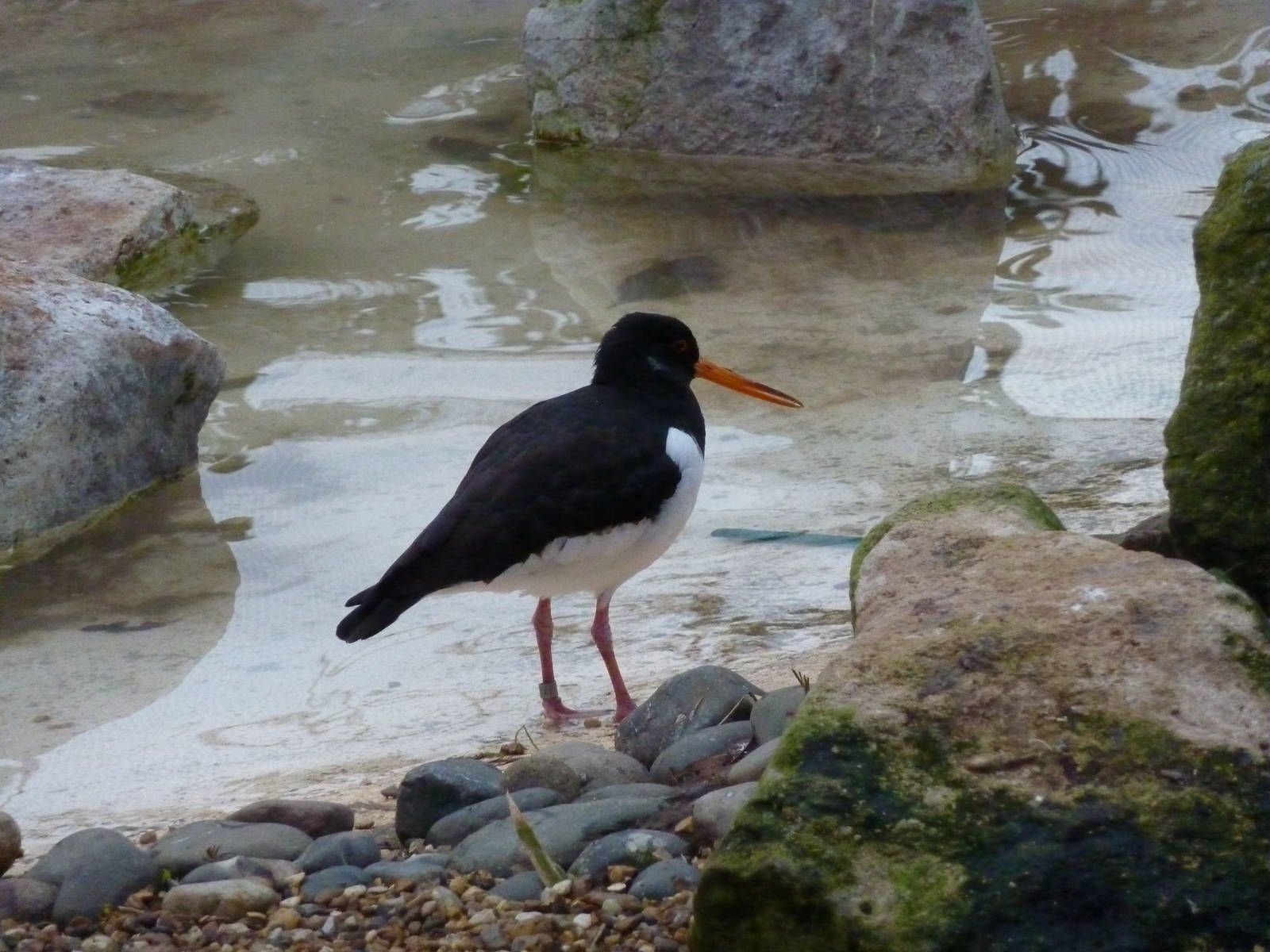 Oystercatcher