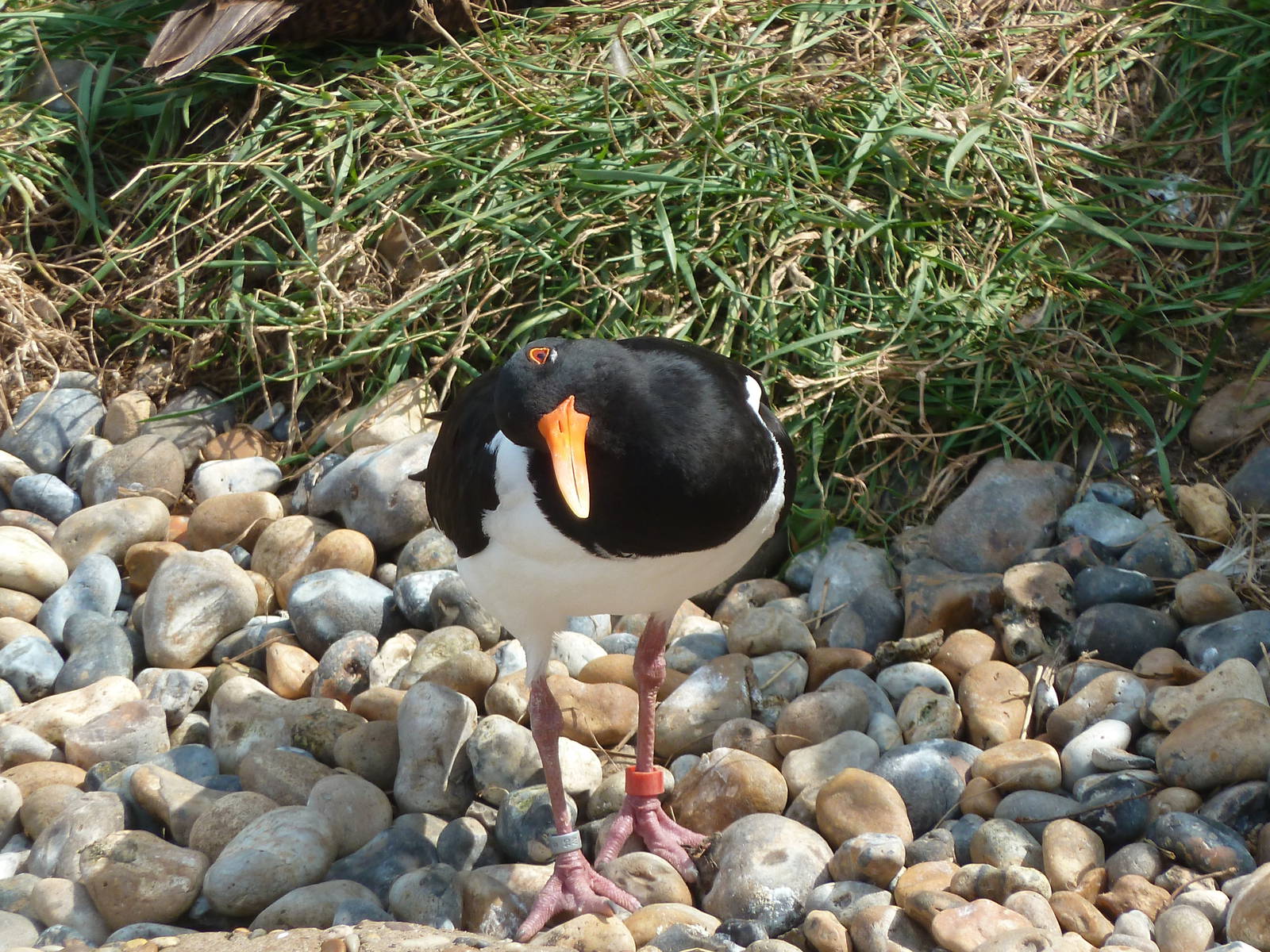 Oystercatcher