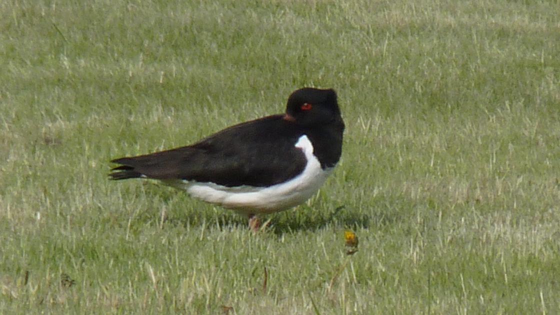 Oystercatcher