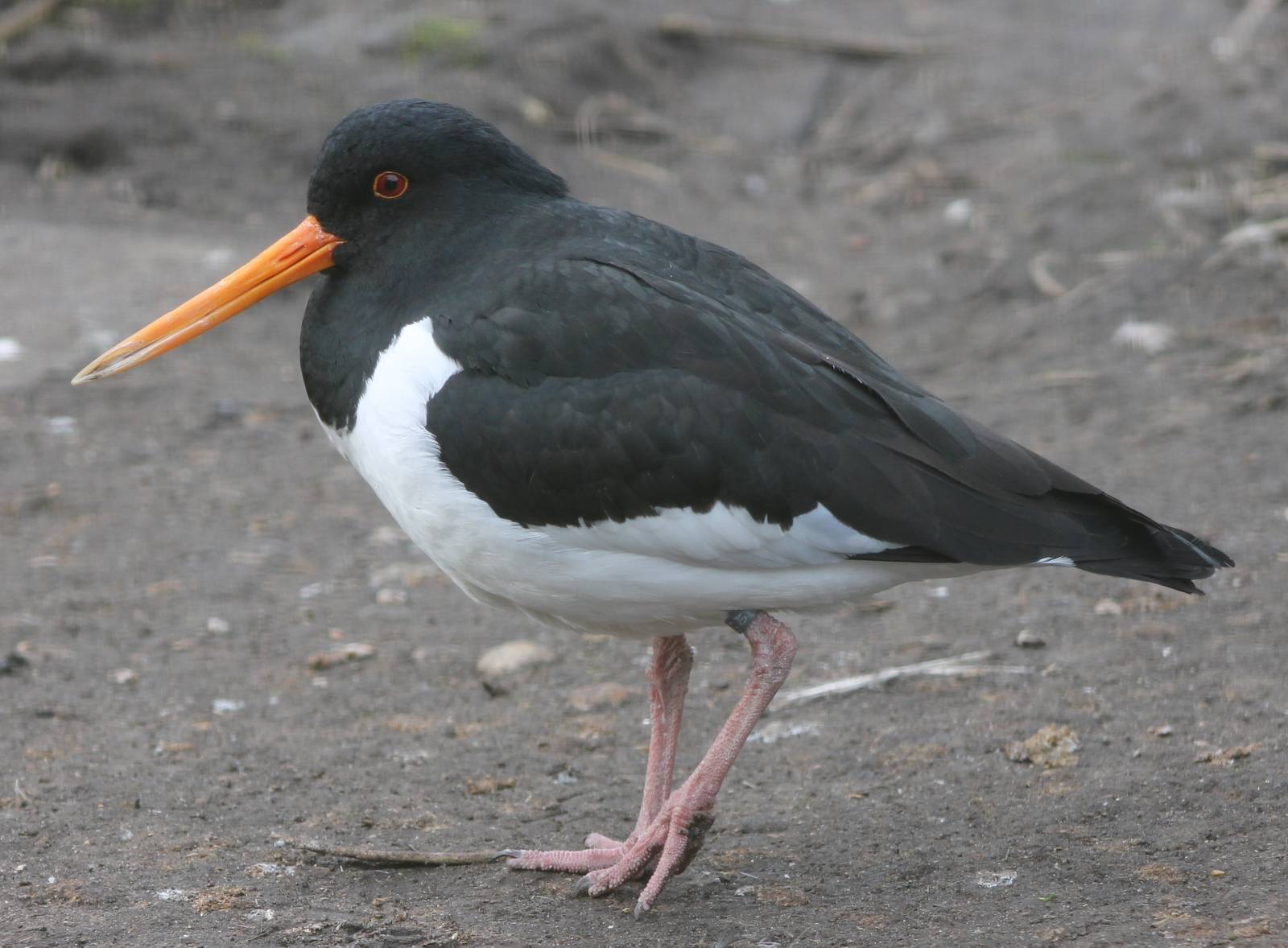 Oystercatcher