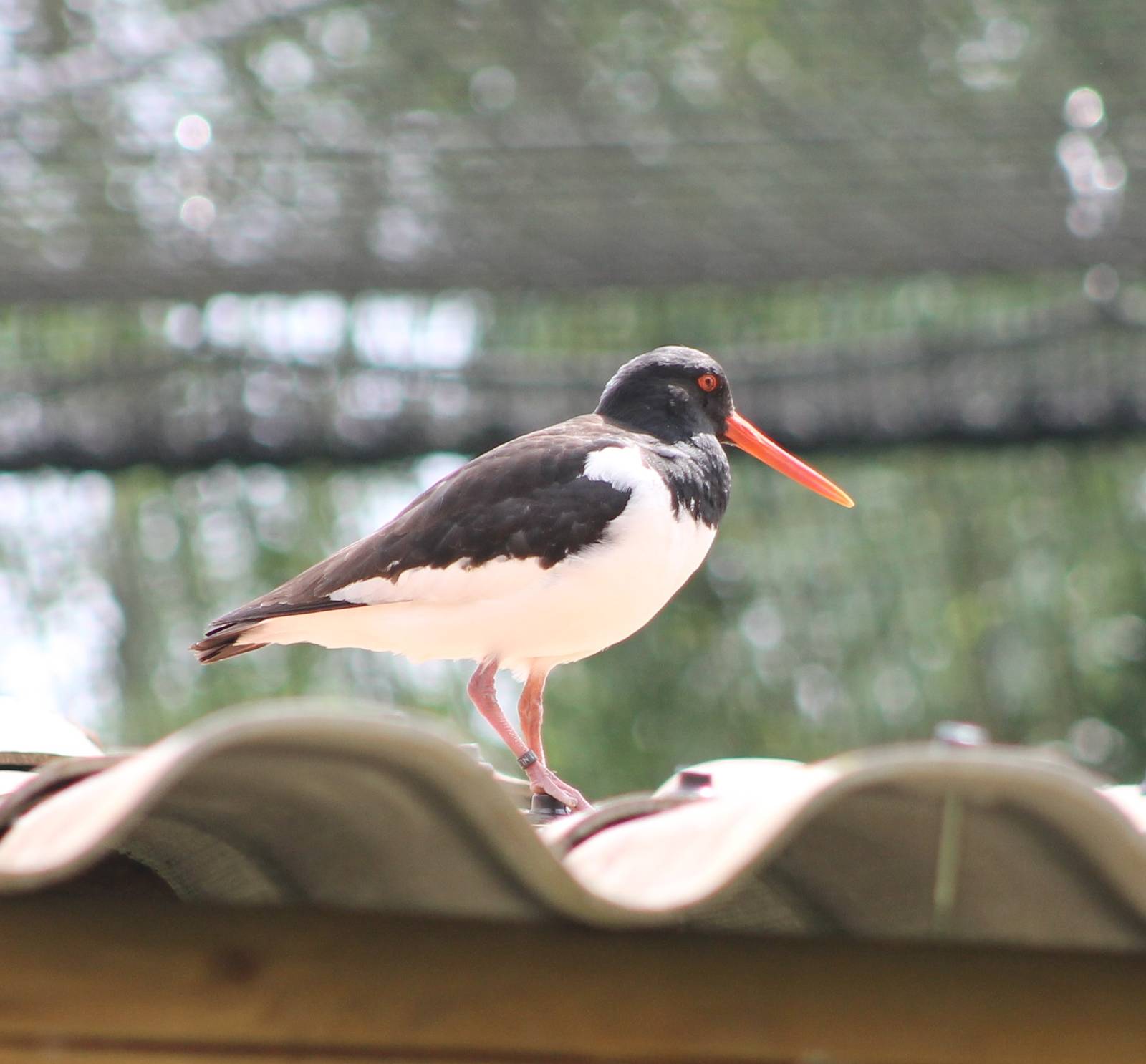 Oystercatcher