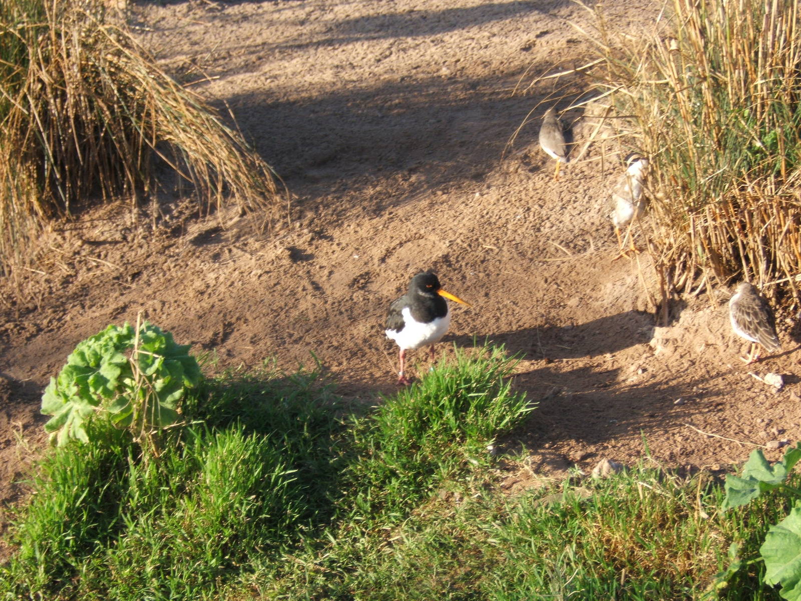 Oystercatcher
