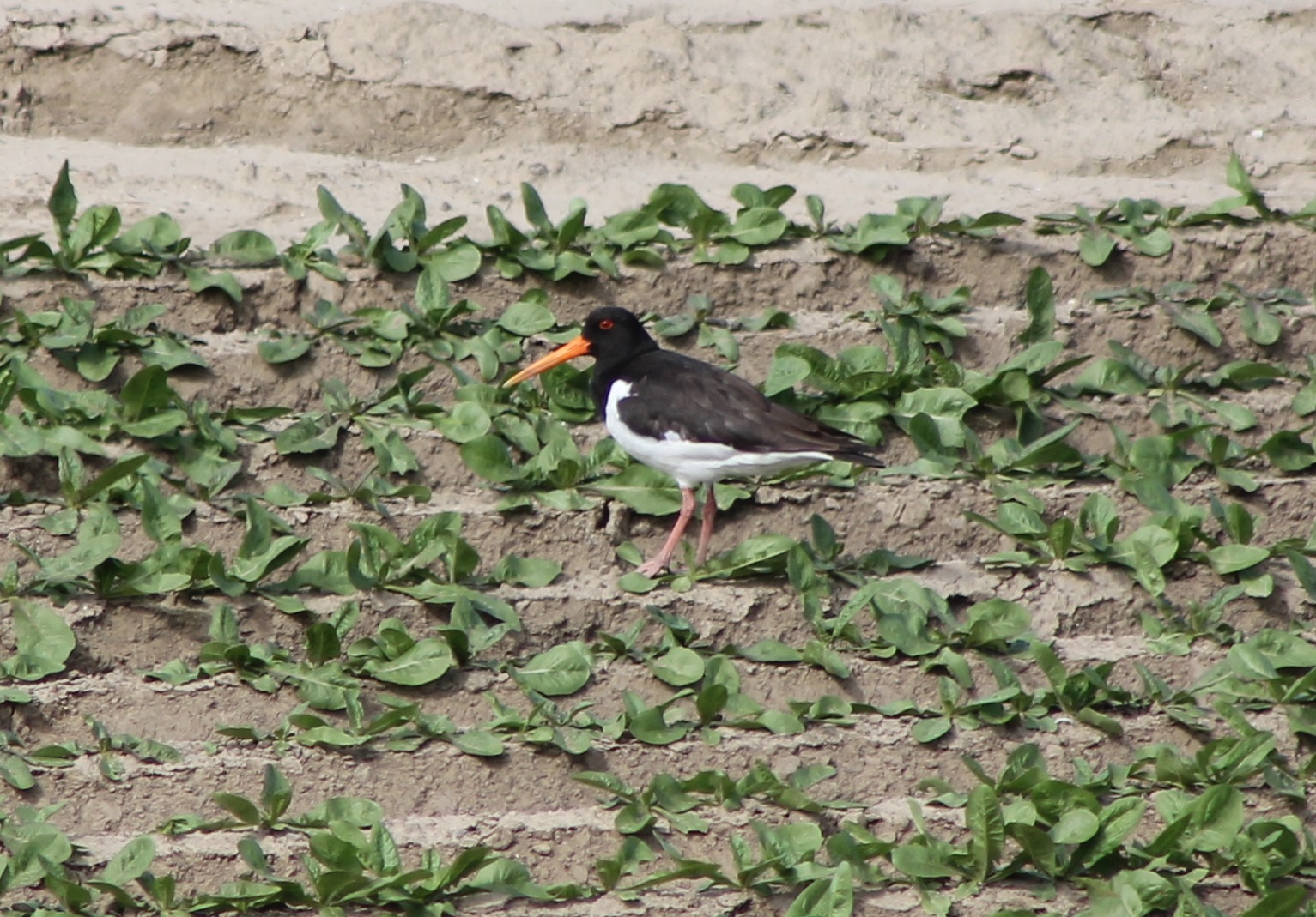 Oystercatcher