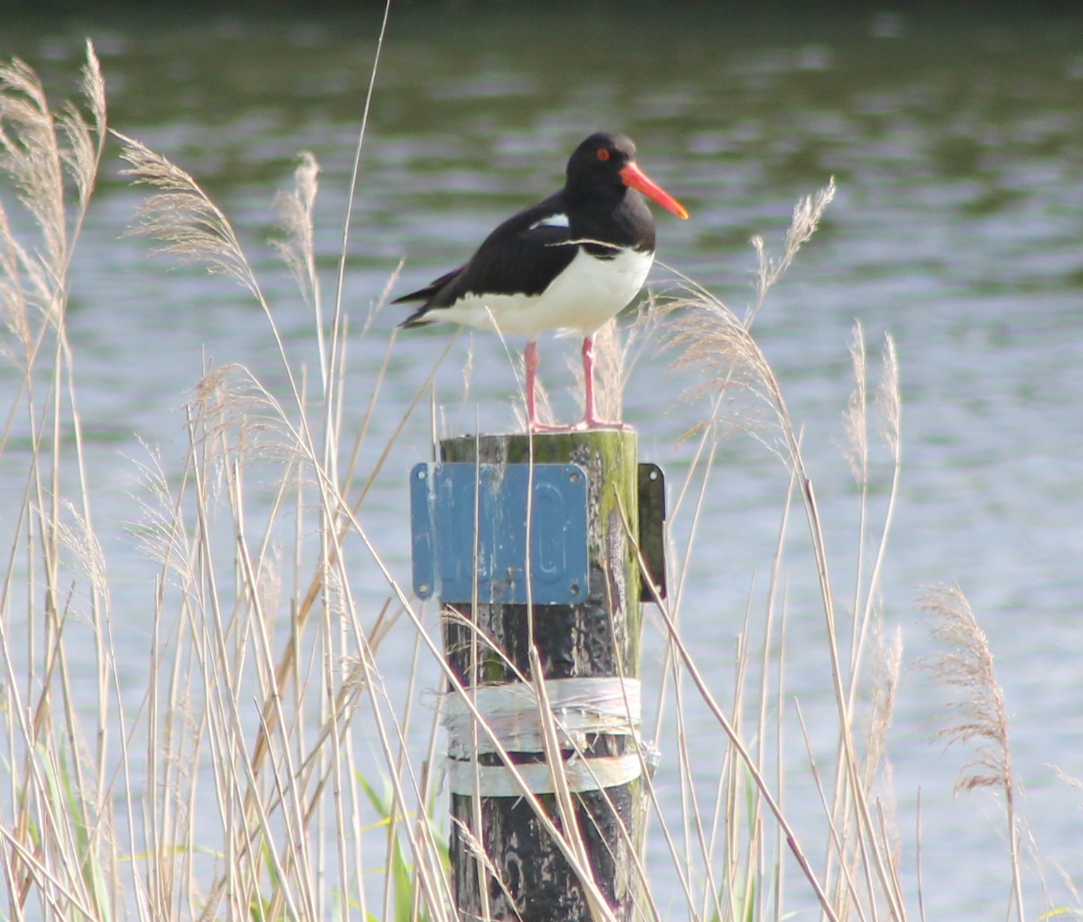 Oystercatcher