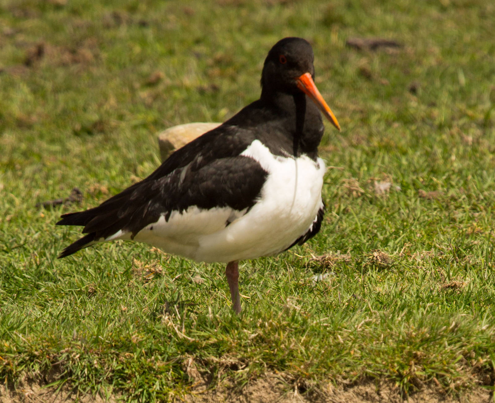 Oystercatcher