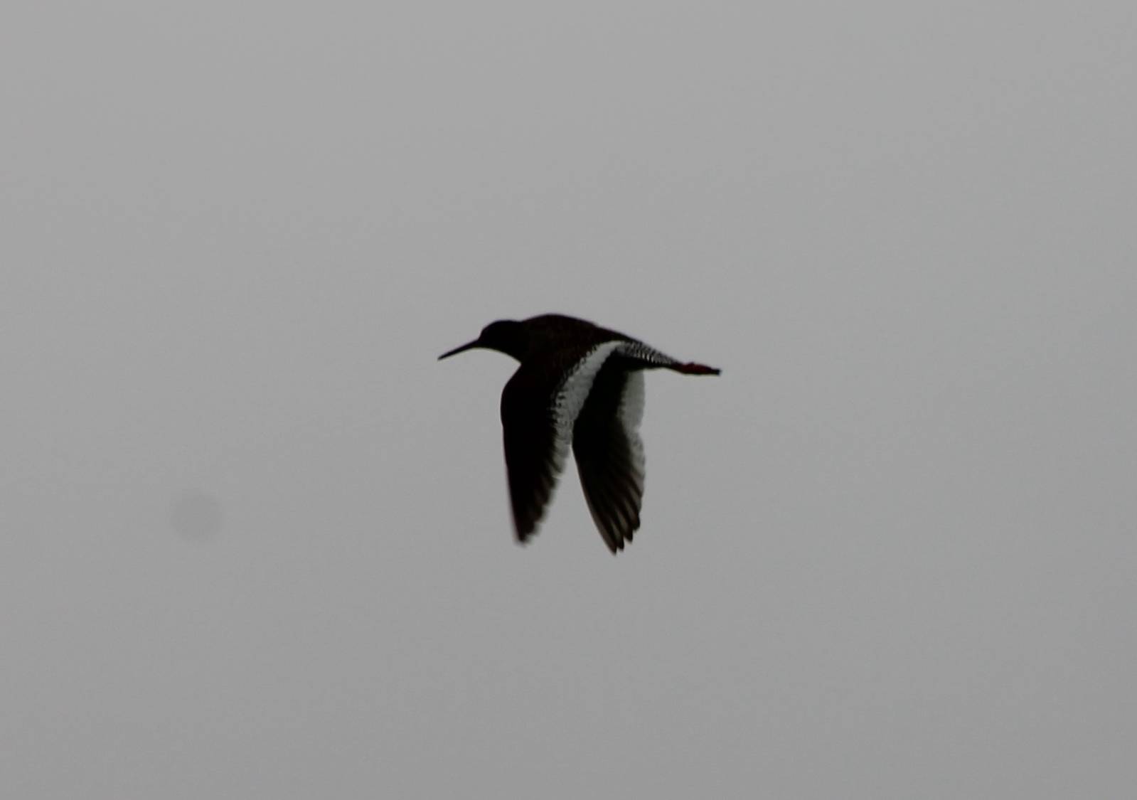 Oystercatcher