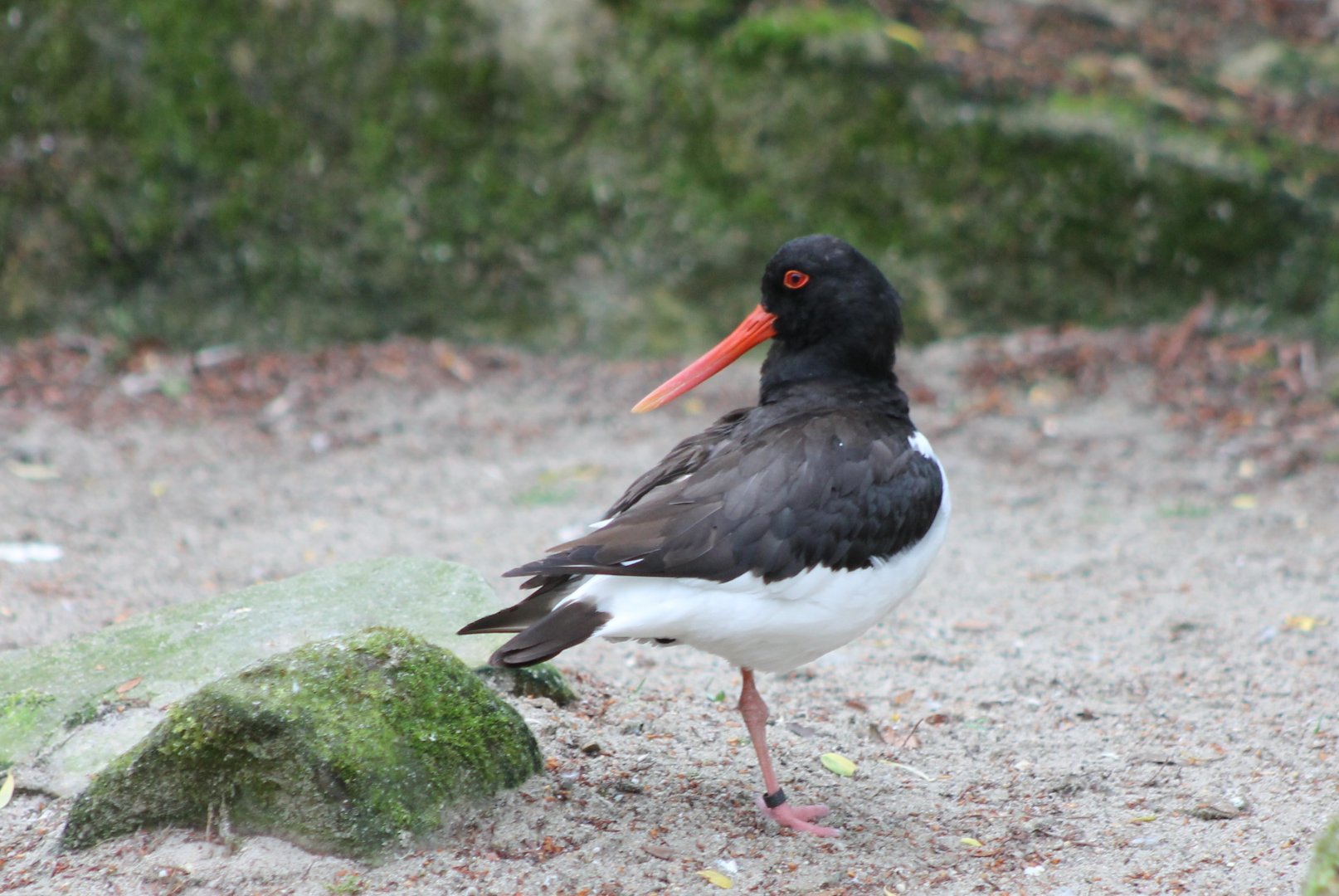 Oystercatcher