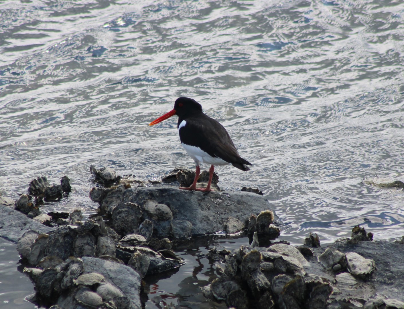 Oystercatcher