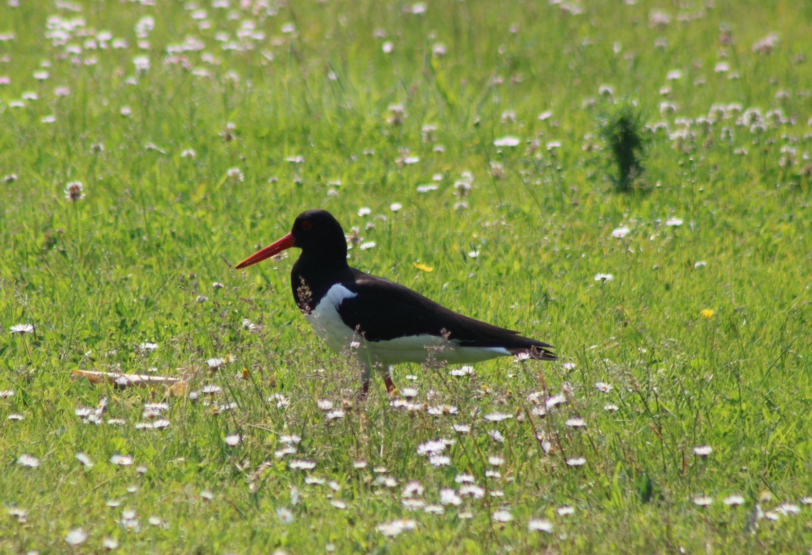 Oystercatcher