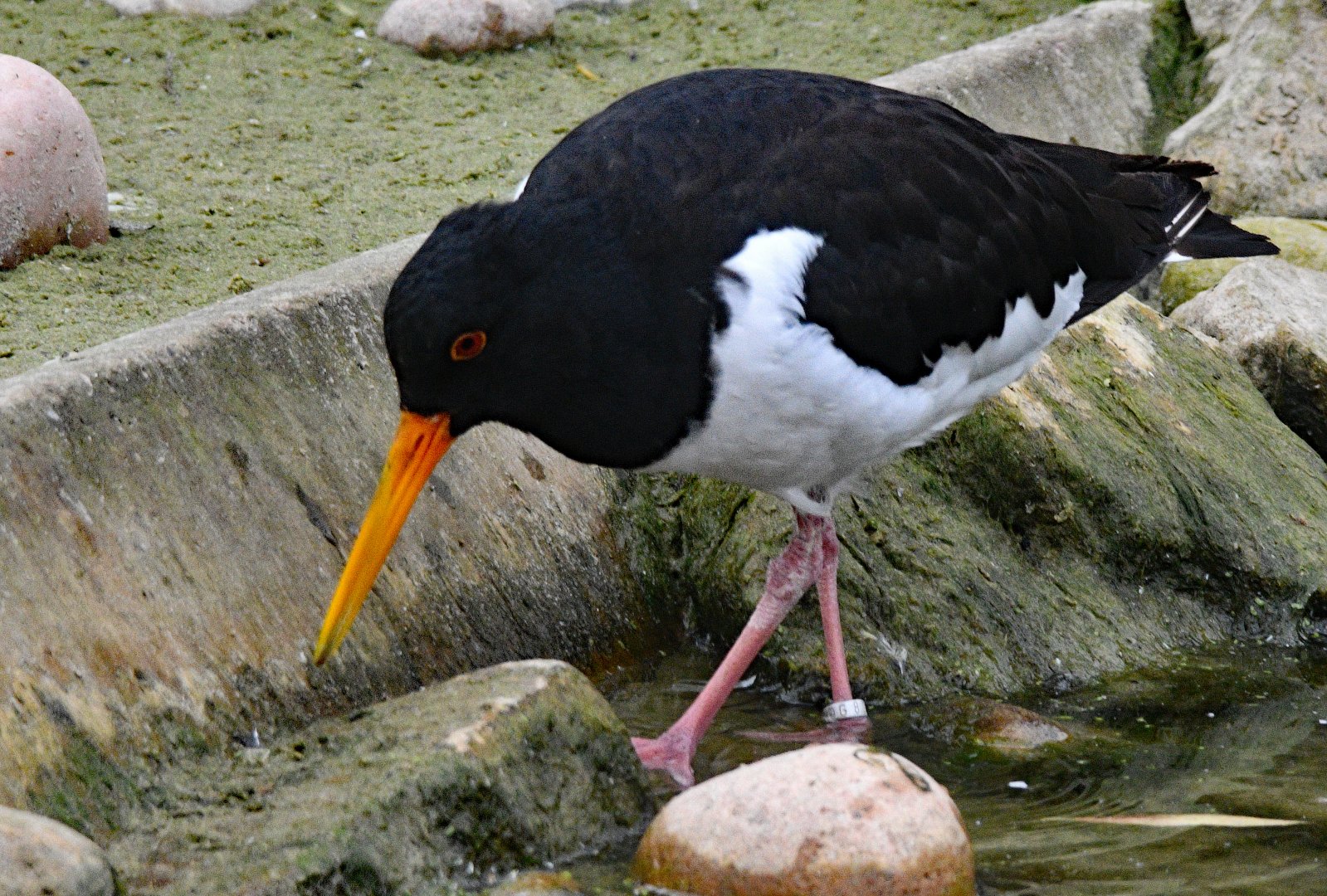 OYSTERCATCHER
