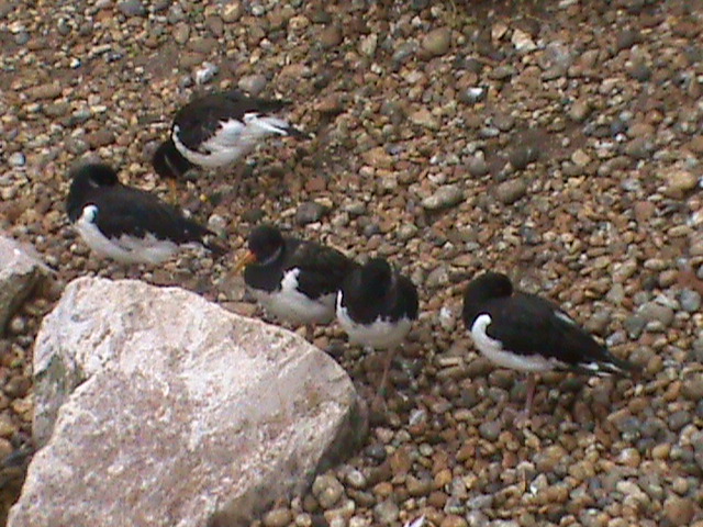 oystercatchers 190911