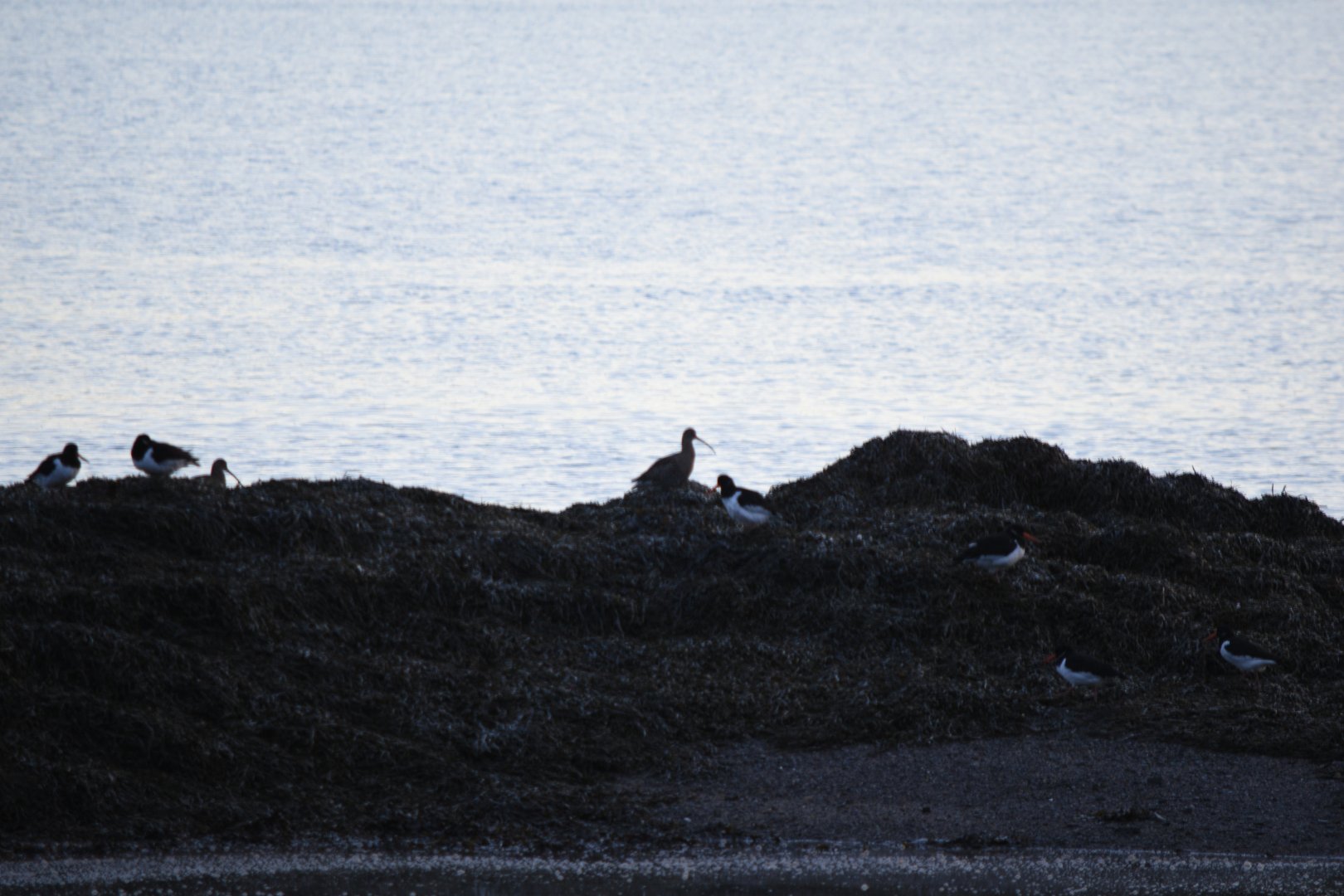 Oystercatchers and Curlews