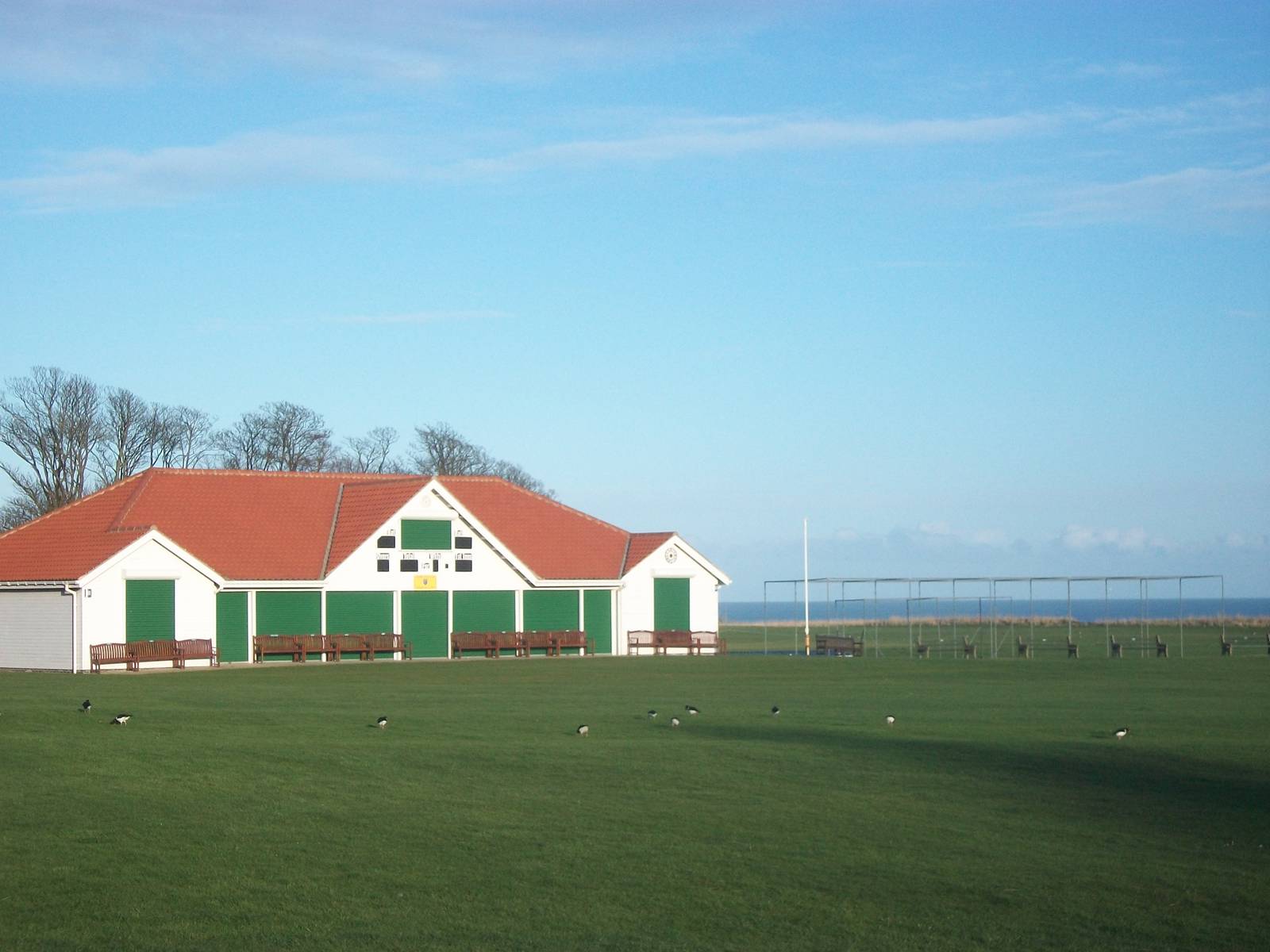 Oystercatchers on cricket ground opposite clifftop paddock, 23rd March 2014