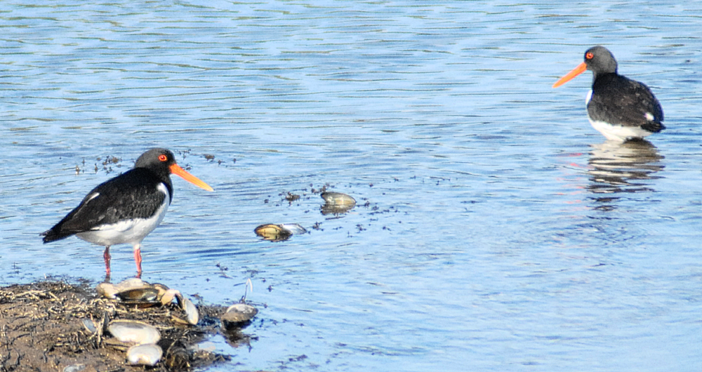 Oystercatchers - RSPB Cors Ddyga 2025