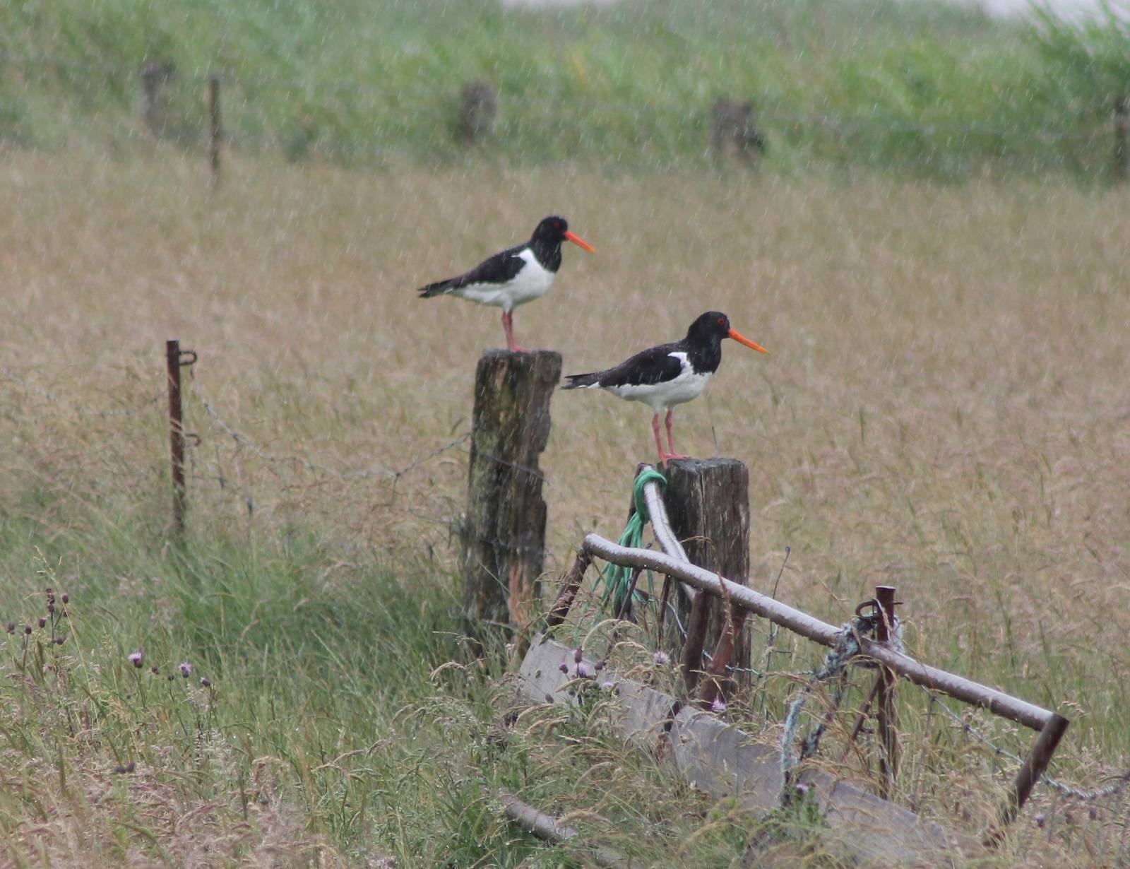 Oystercatchers