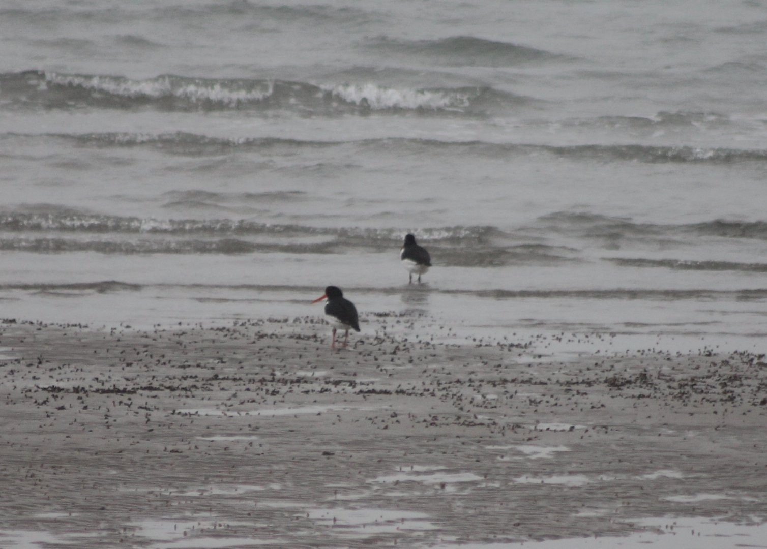 Oystercatchers