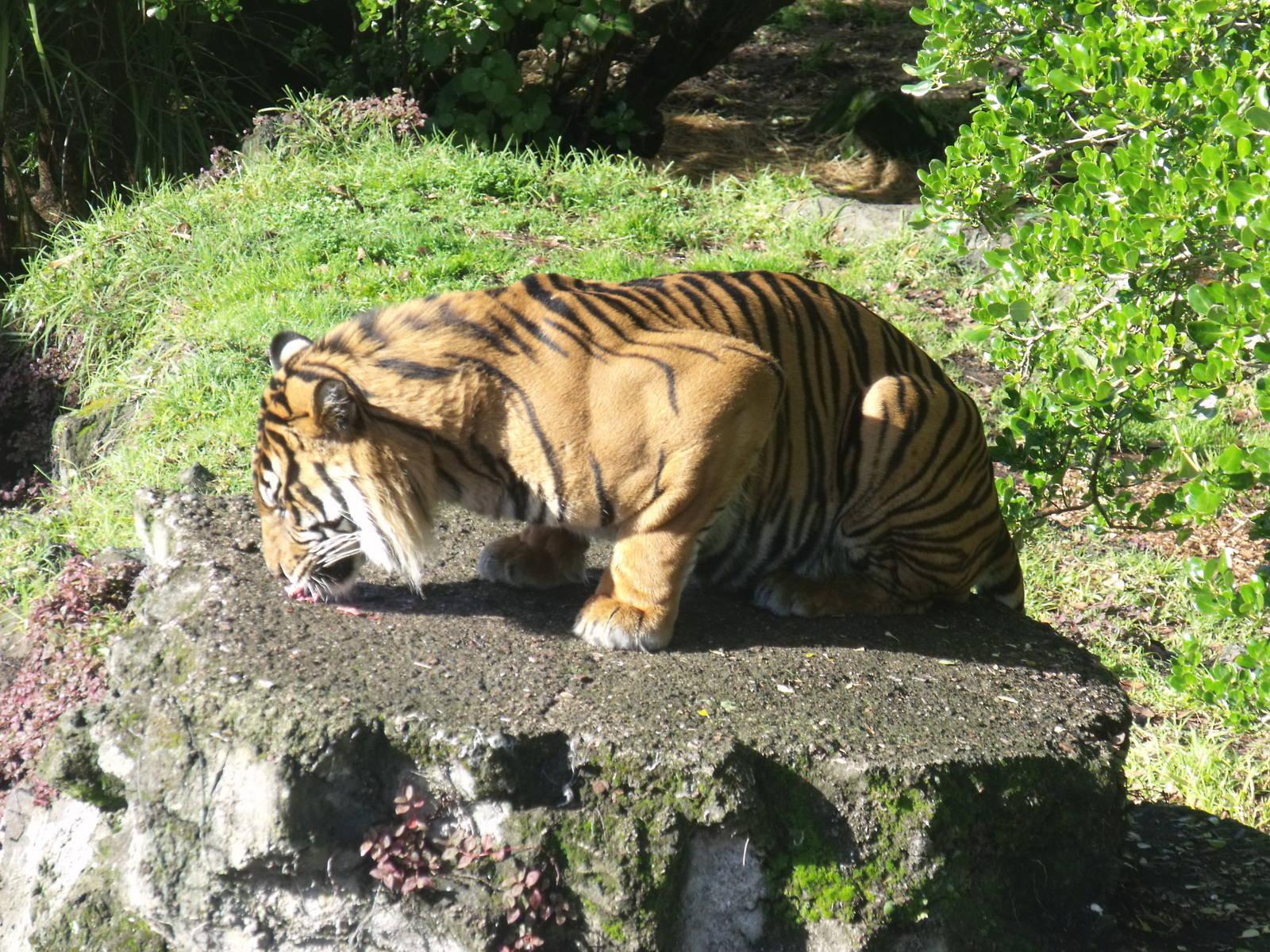 Oz at Auckland Zoo