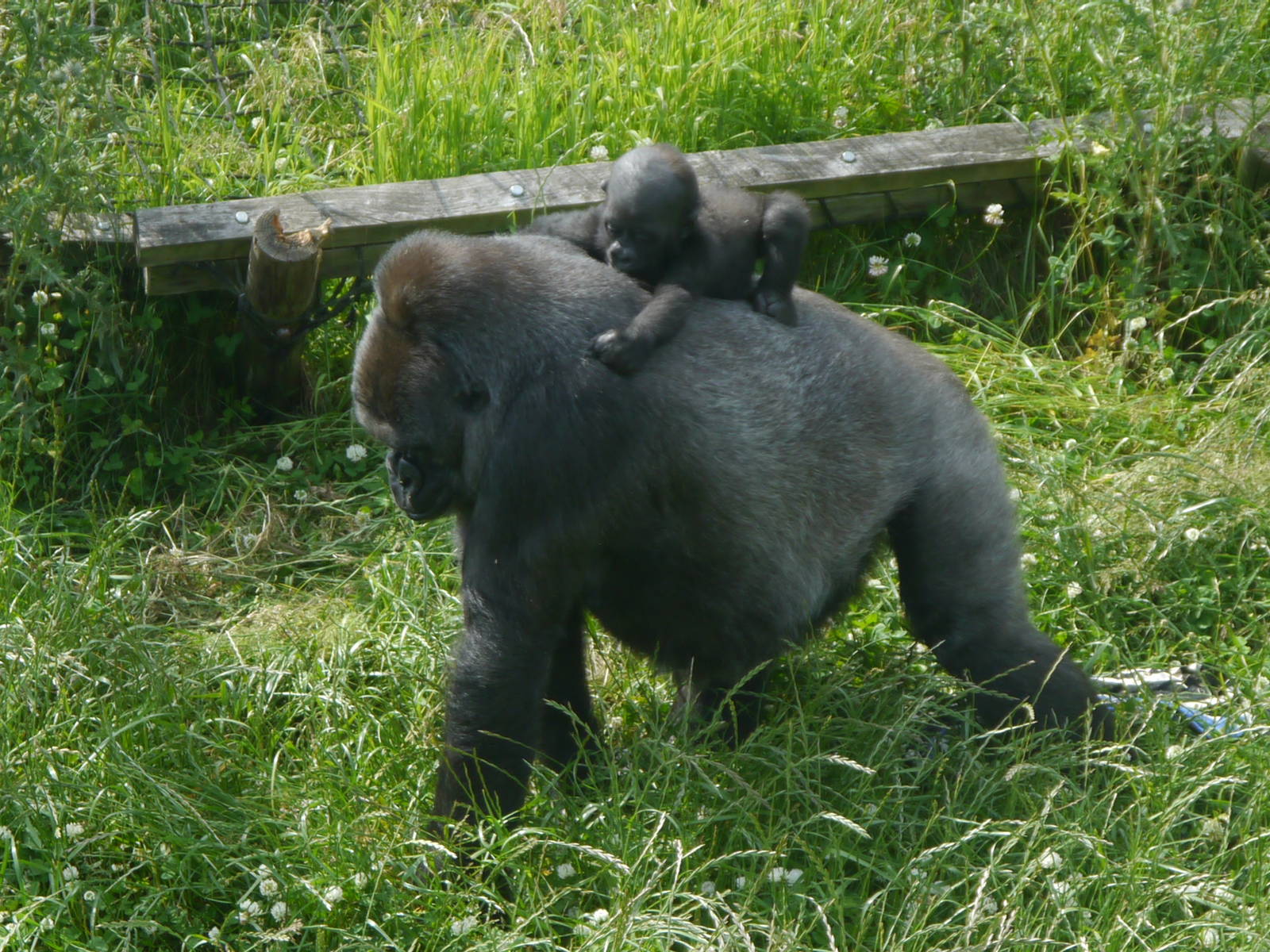 Ozala and Lope - 30/6/13