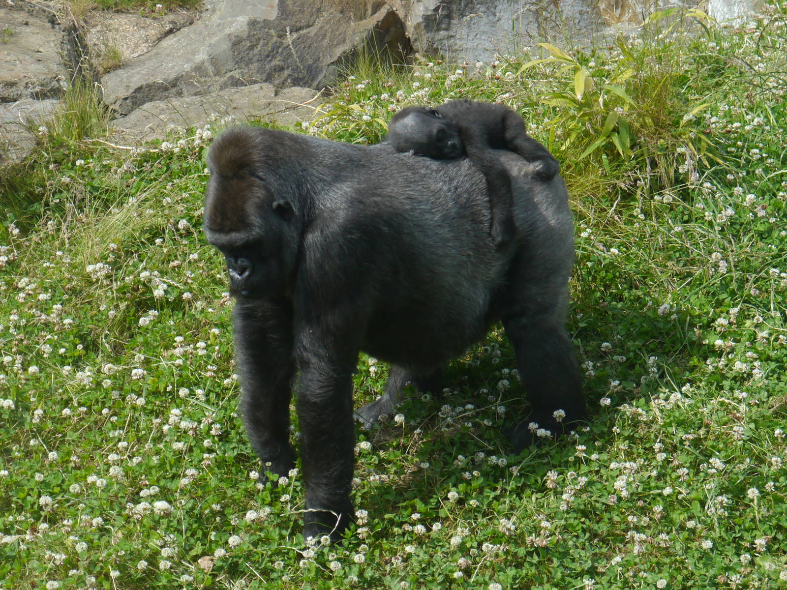 Ozala and Lope - 30/6/13