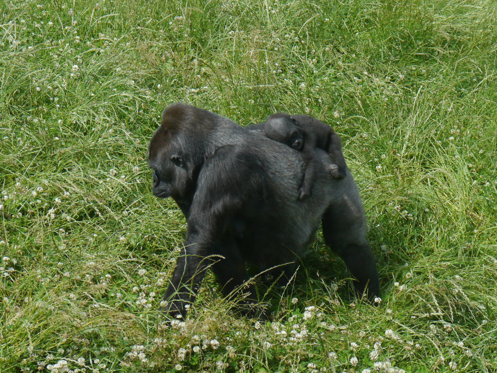 Ozala and Lope - 30/6/13