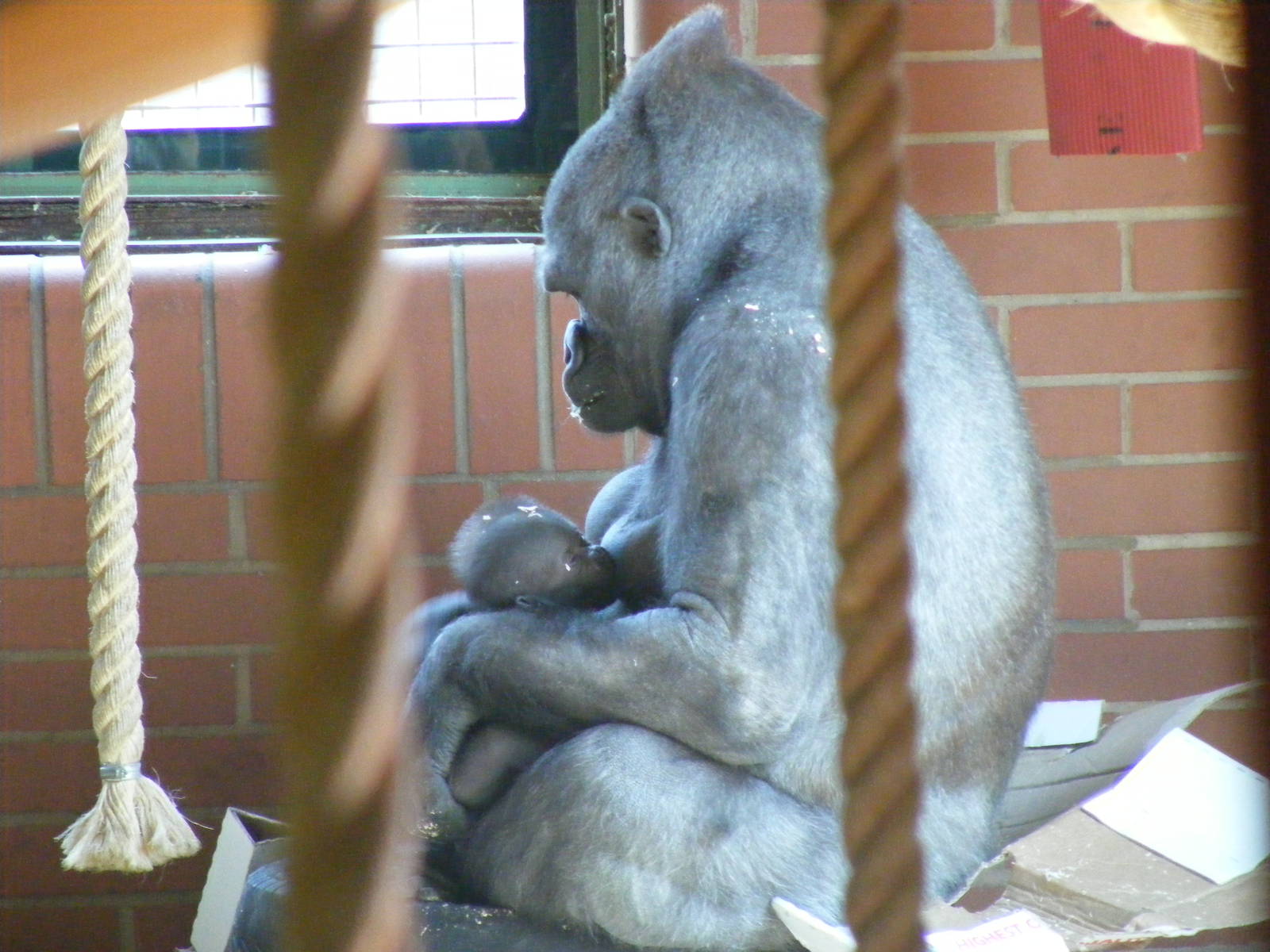 Ozala the gorilla with her baby at Twycross Zoo, 30 April 2011