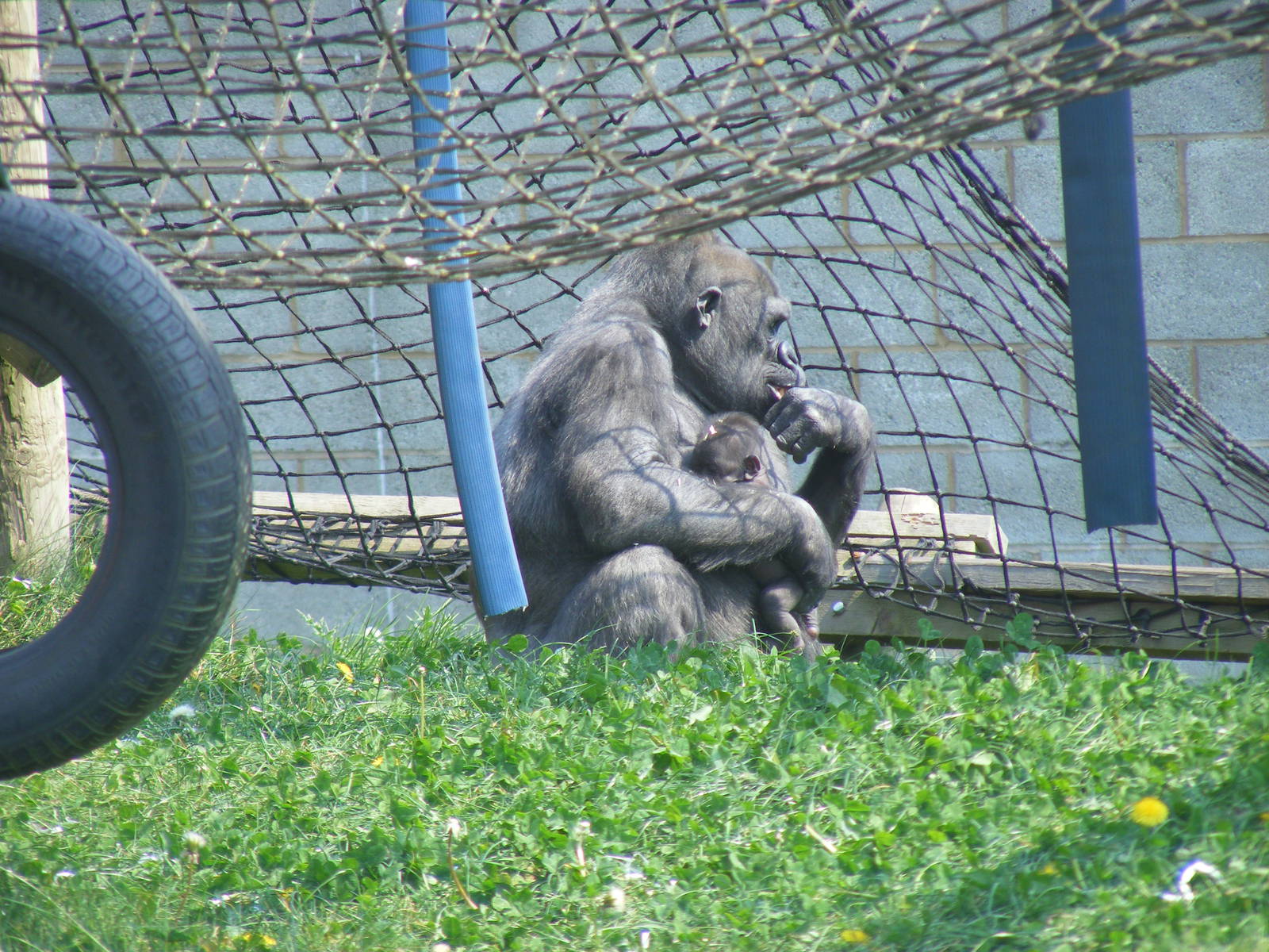Ozala the gorilla with her baby  at Twycross Zoo, 30 April 2011