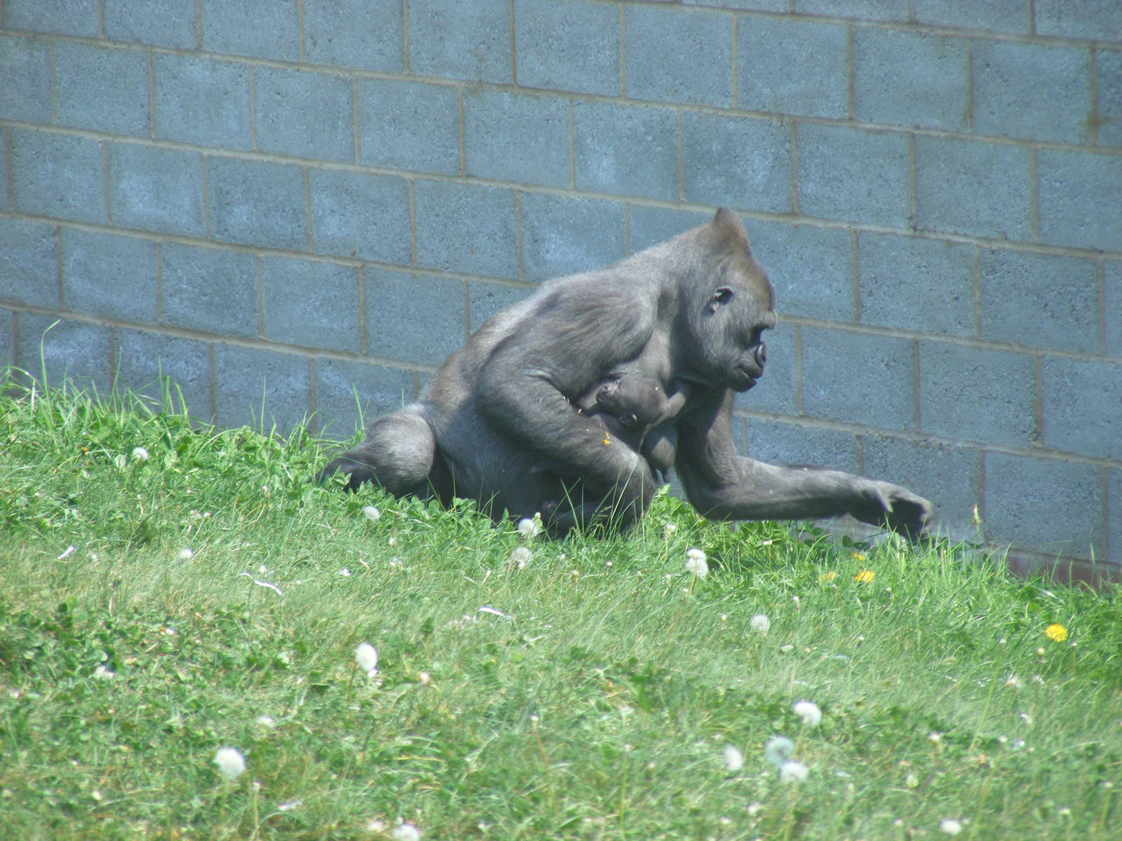 Ozala the gorilla with her baby at Twycross Zoo, 30 April 2011
