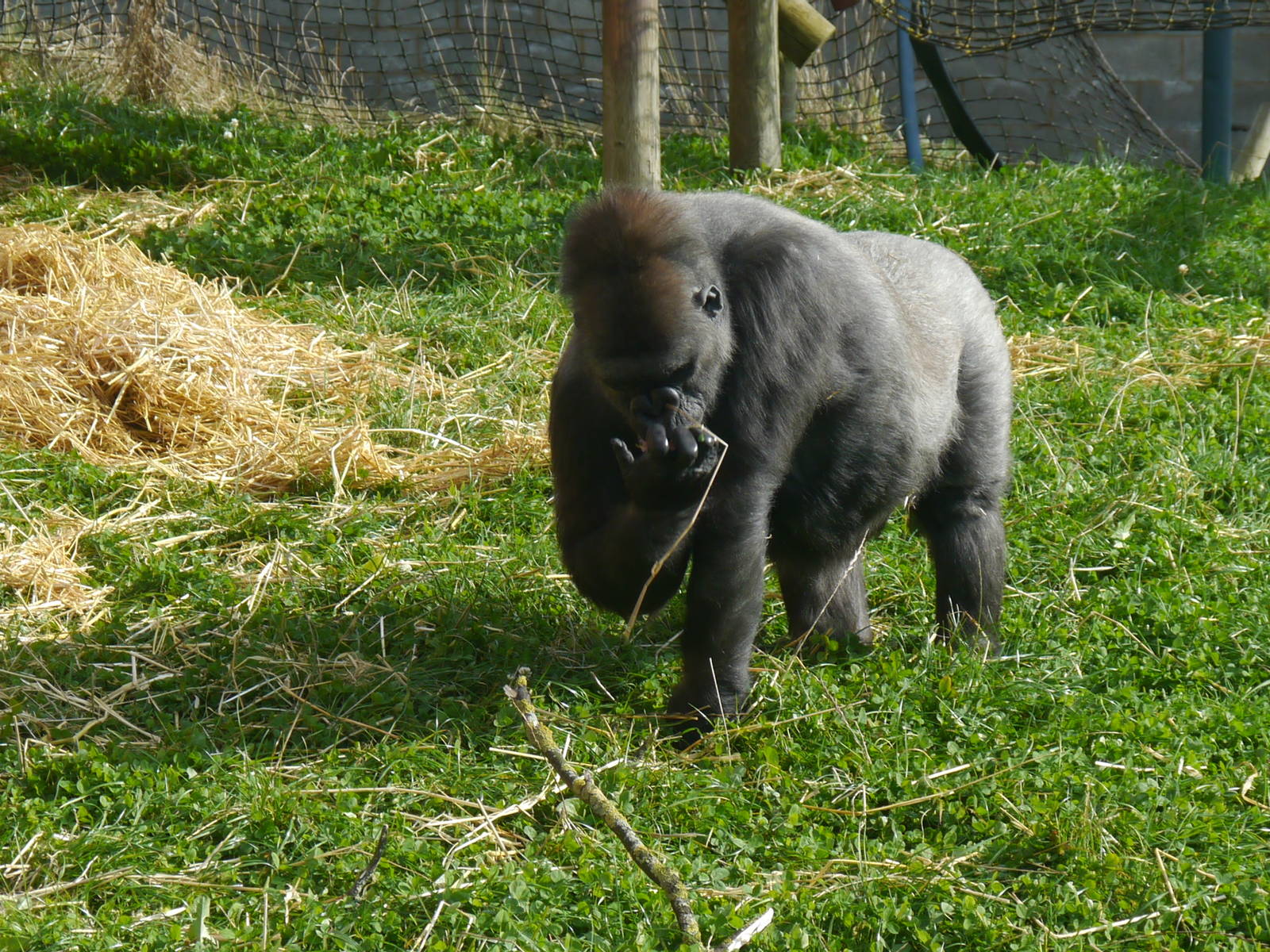 Ozala the gorilla.