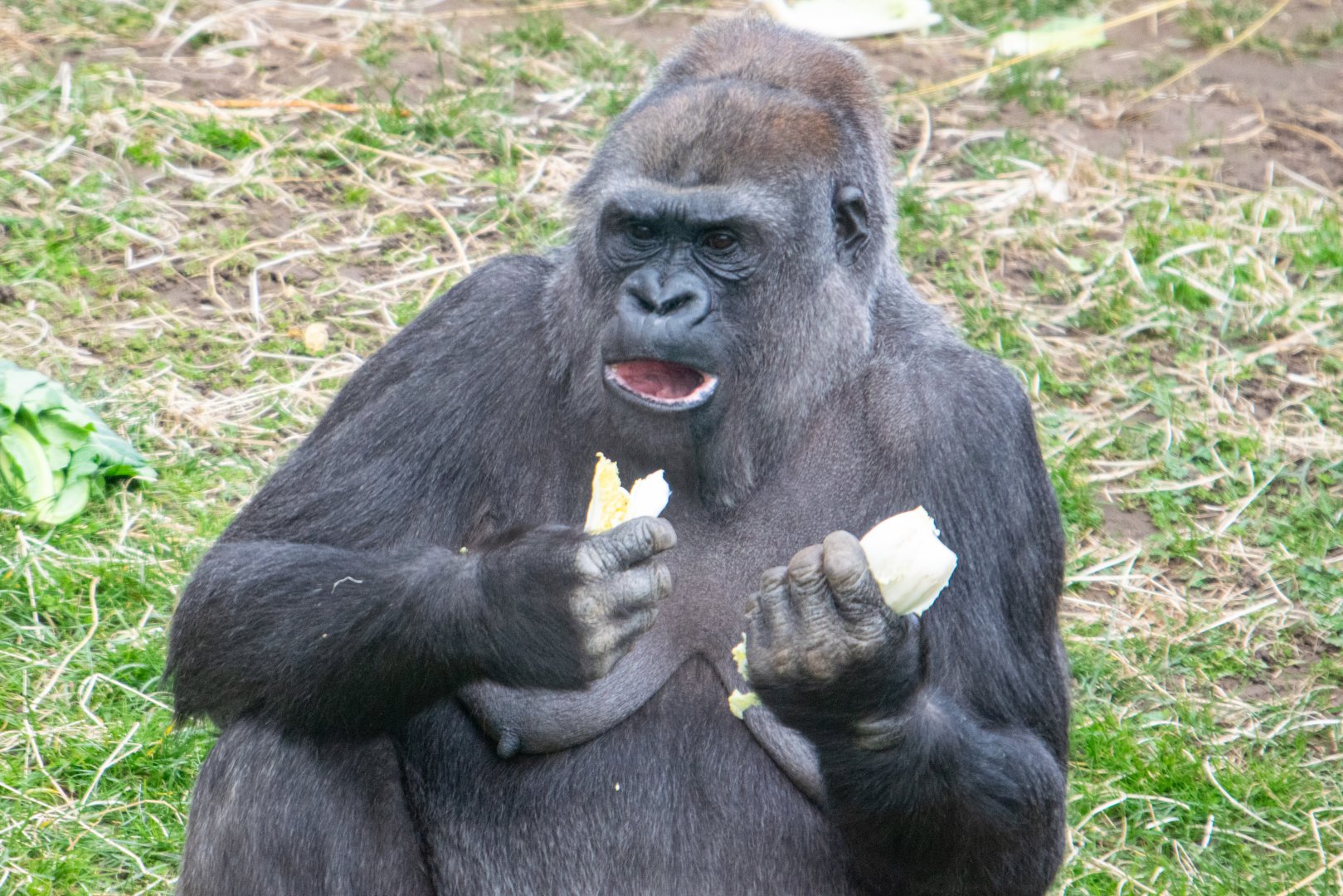 Ozala - Western Lowland Gorilla