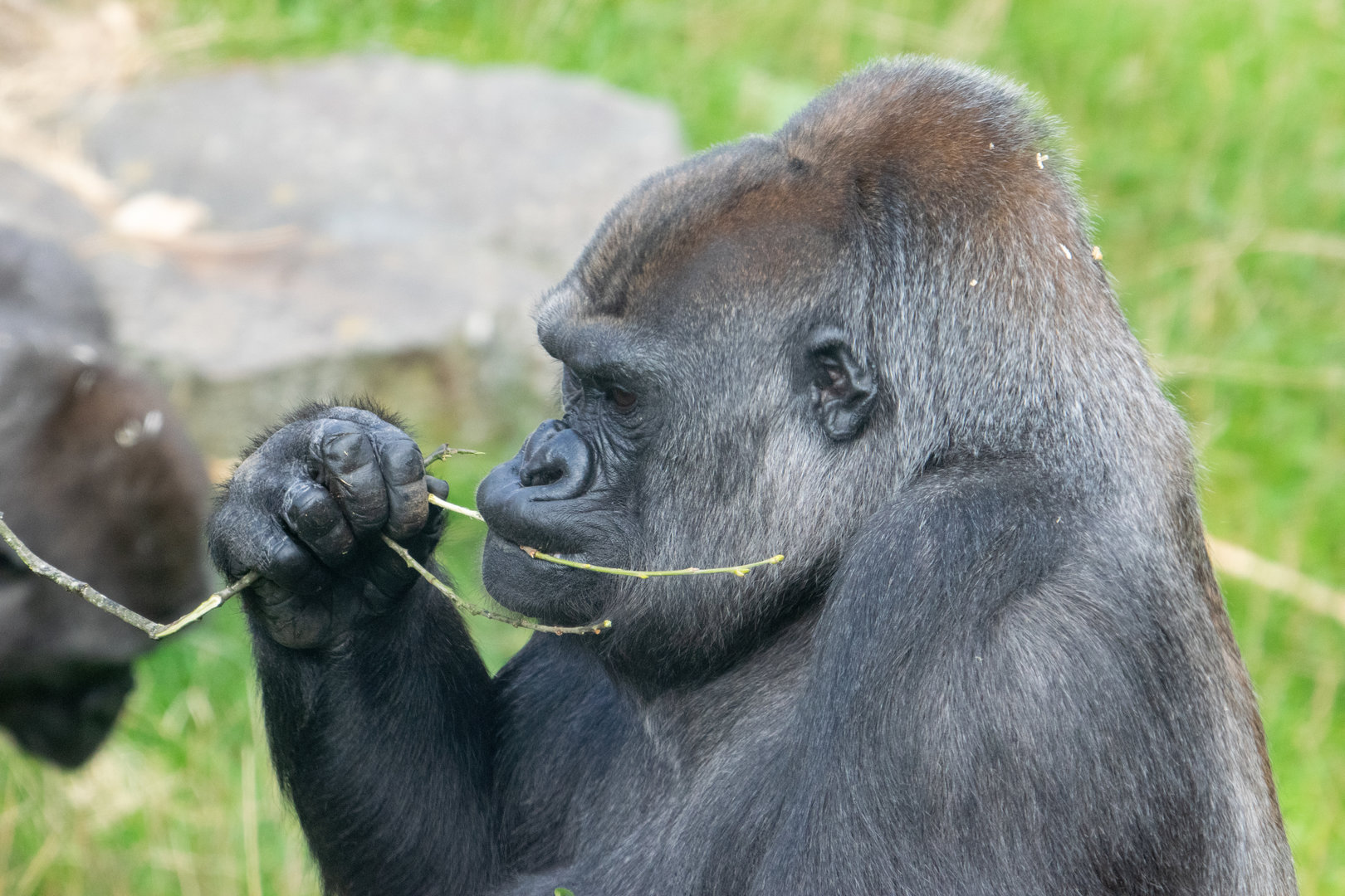 Ozala - Western Lowland Gorilla