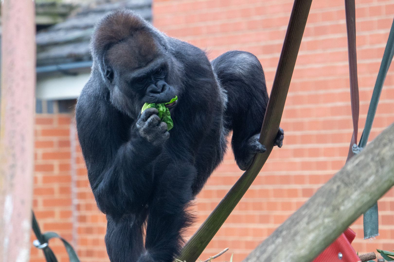 Ozala - Western Lowland Gorilla