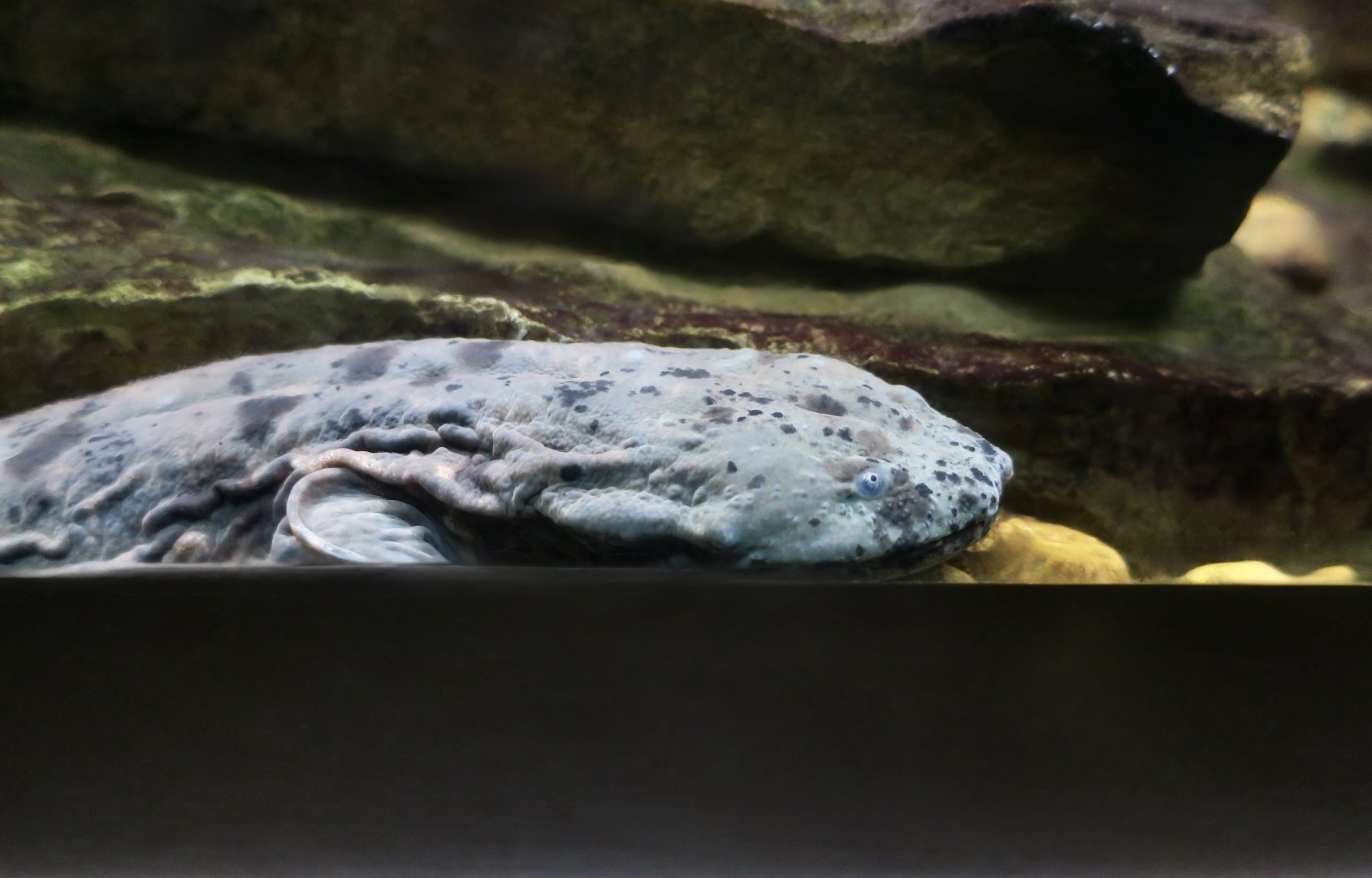 Ozark Hellbender (Cryptobranchus alleganiensis bishopi)