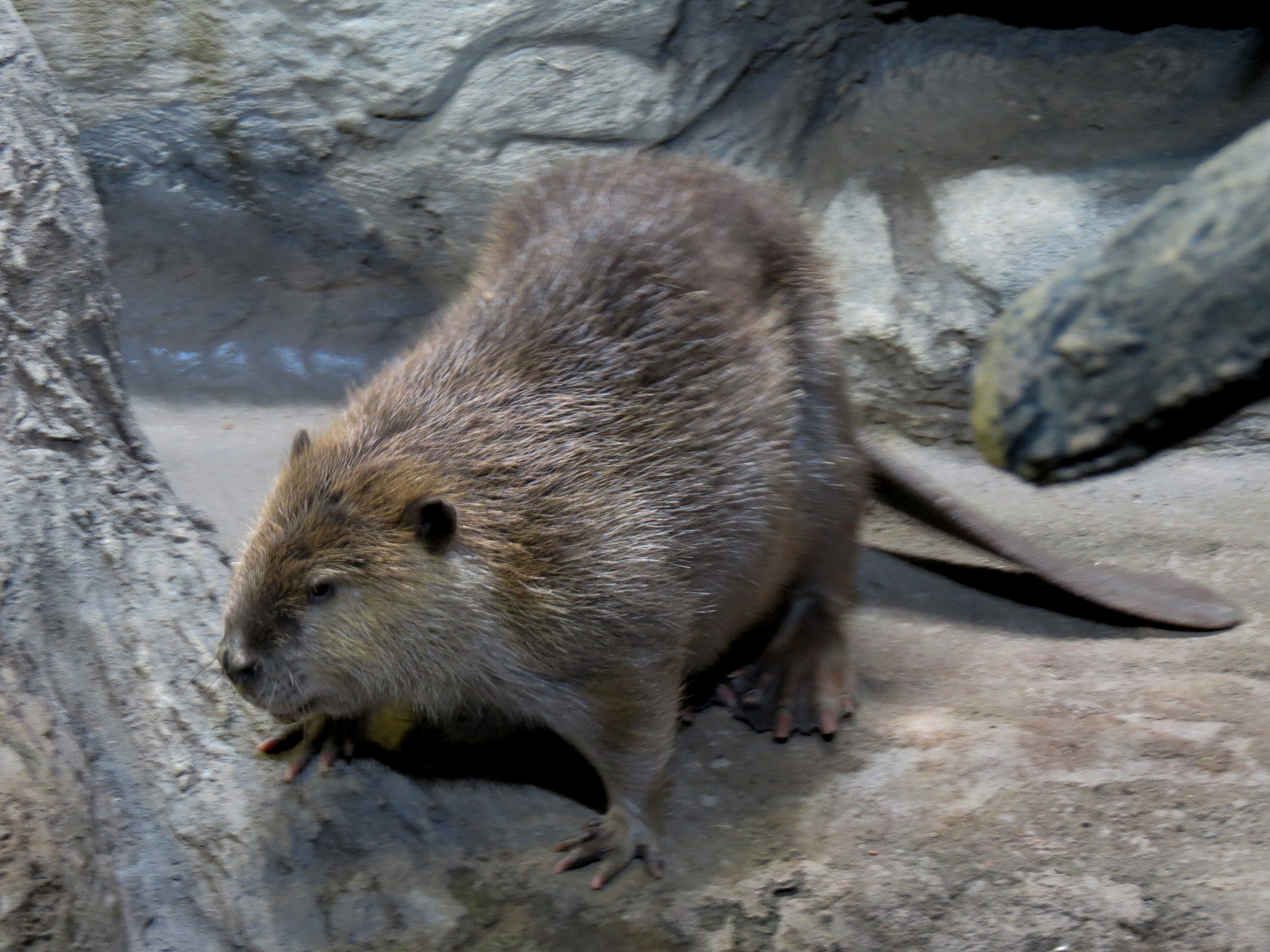 Ozark Stream - American Beaver Exhibit